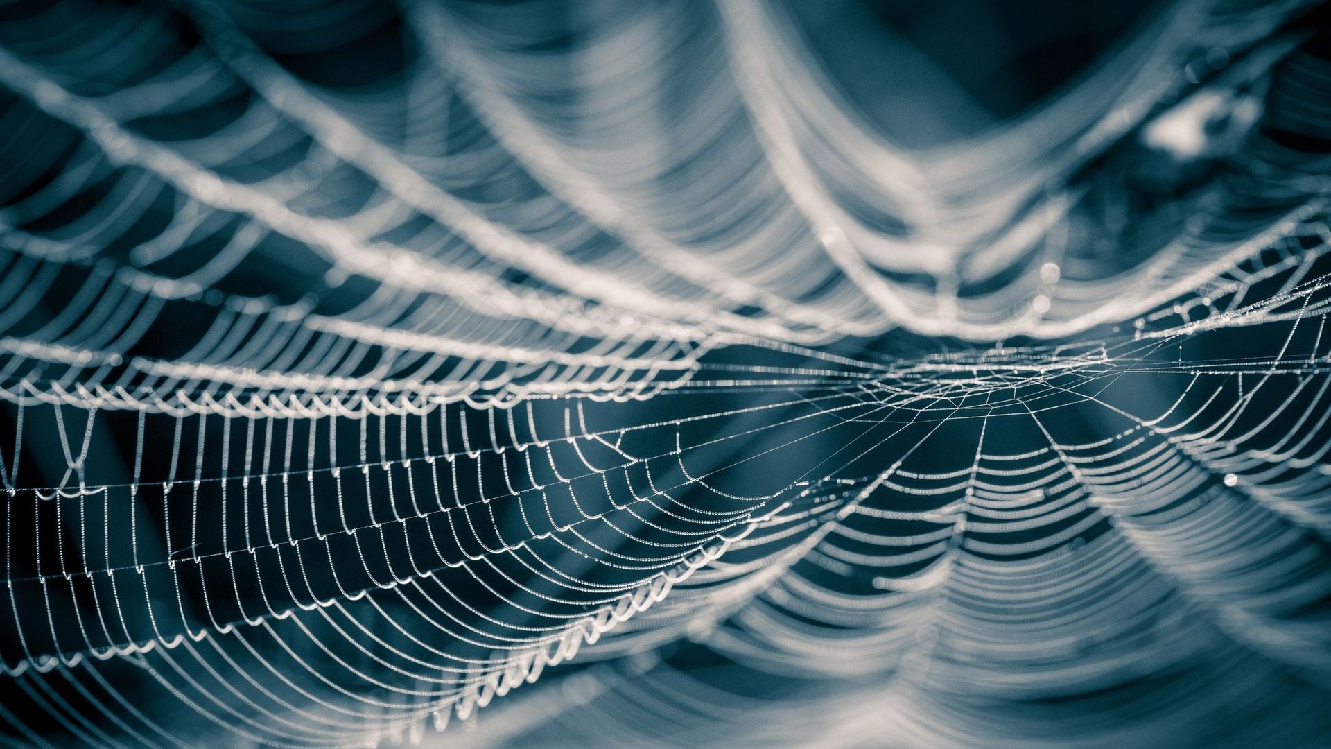 La toile d'araignée, une matière innovante en passe de révolutionner la mode ?