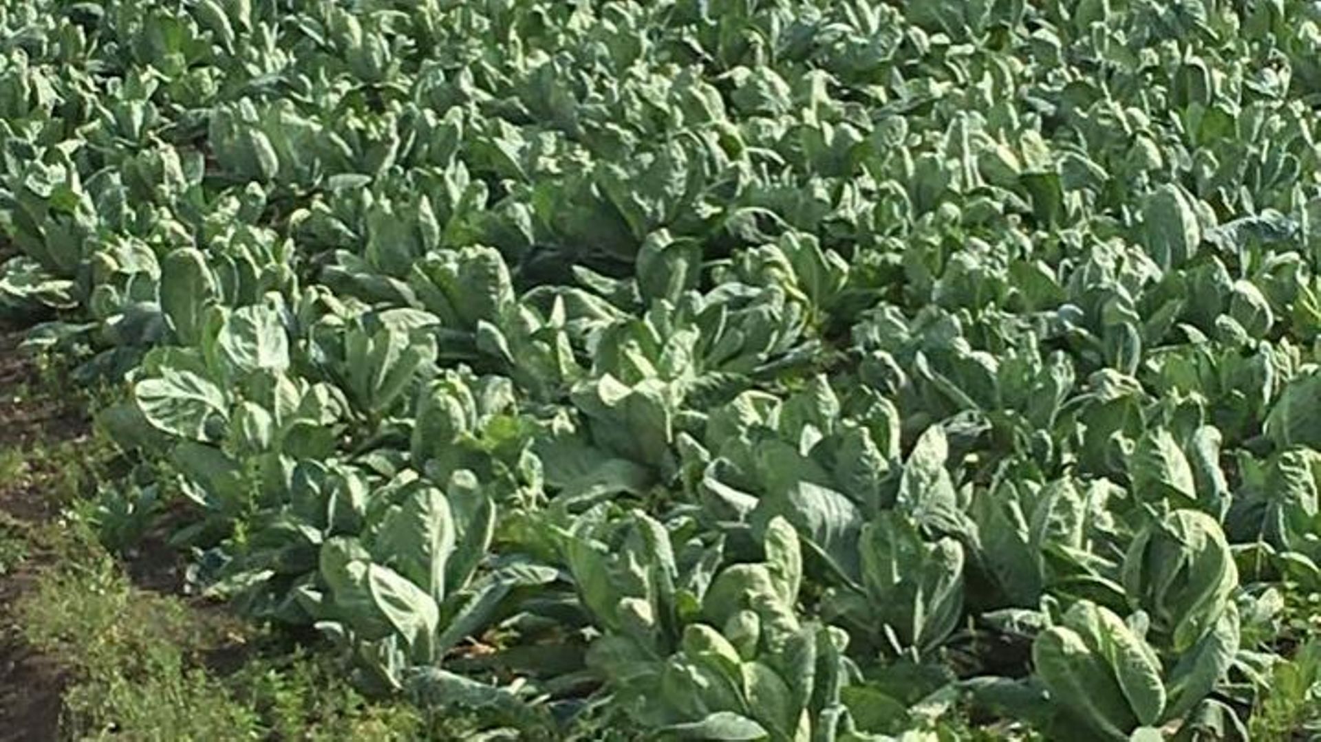 Le choupin, une spécialité typiquement liégeoise - RTBF Actus