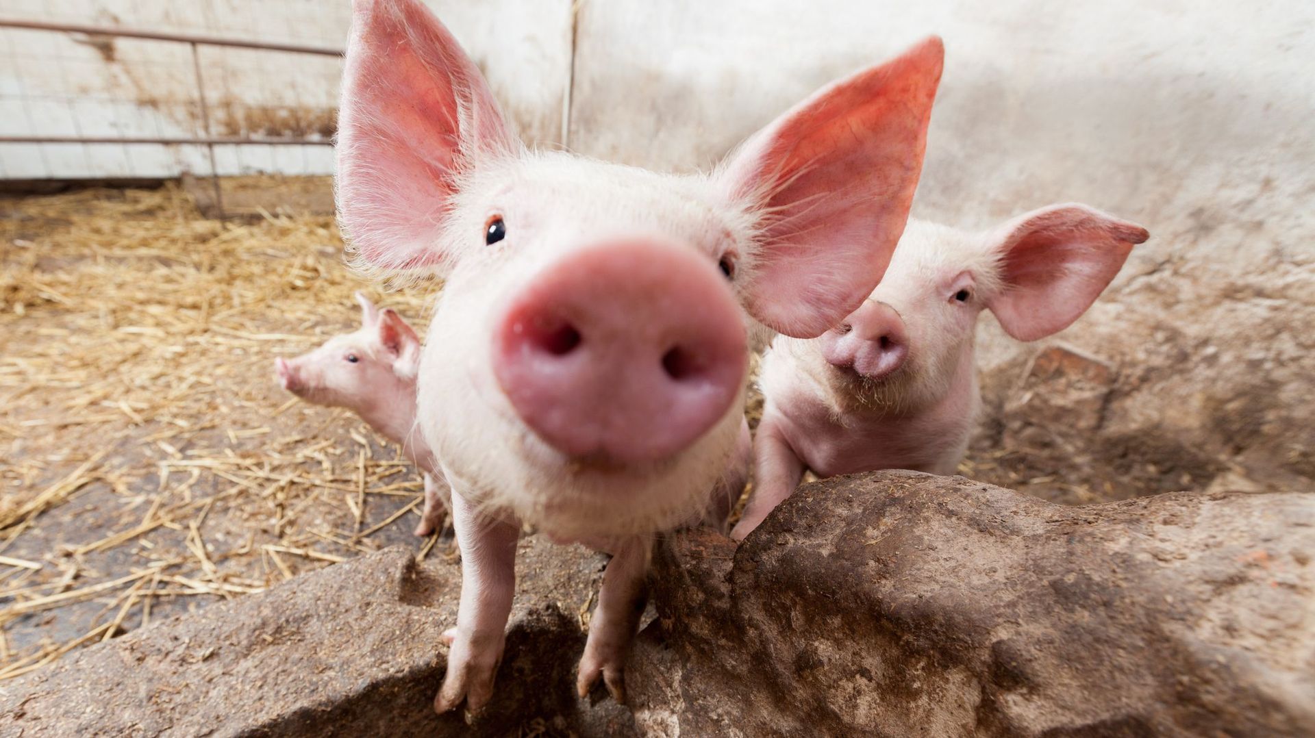 Et si le meilleur animal de compagnie était le cochon ?