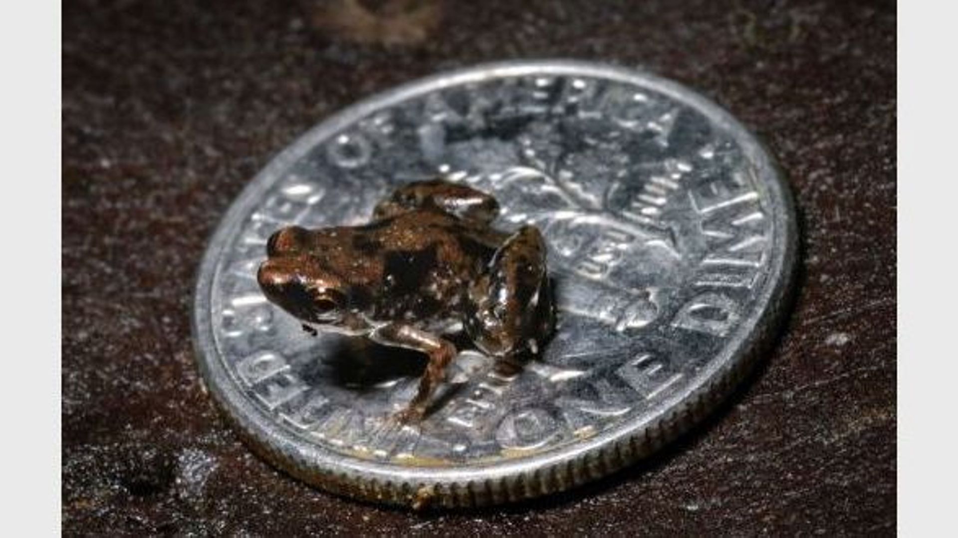 Une grenouille, plus petit vertébré connu à ce jour sur la planète, sur une pièce d'un cent américain