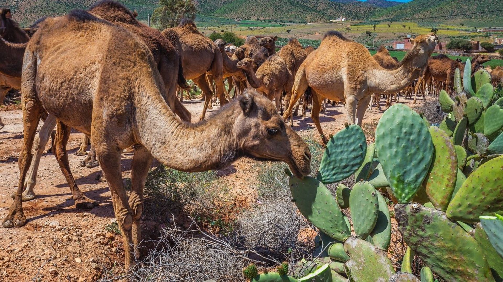 Comment font les dromadaires pour manger des cactus ? - RTBF Actus