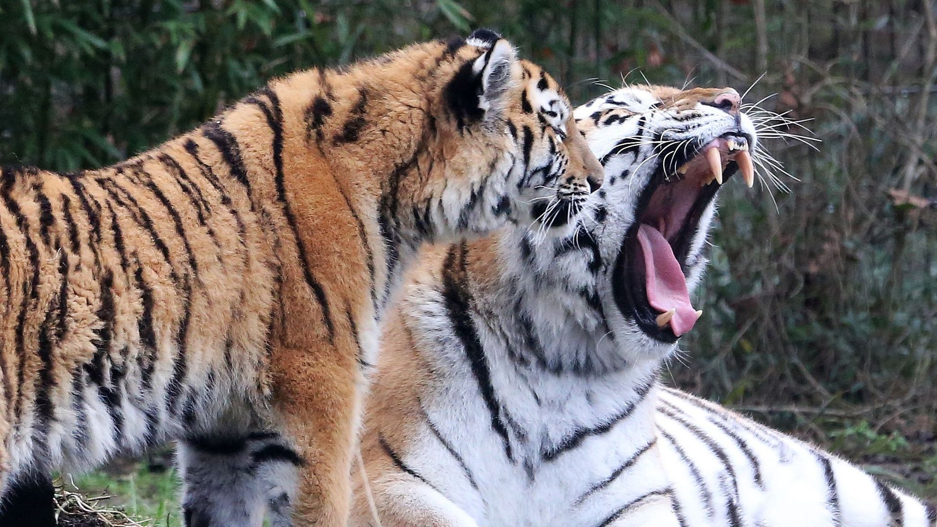 Le tigre reste menacé d'extinction