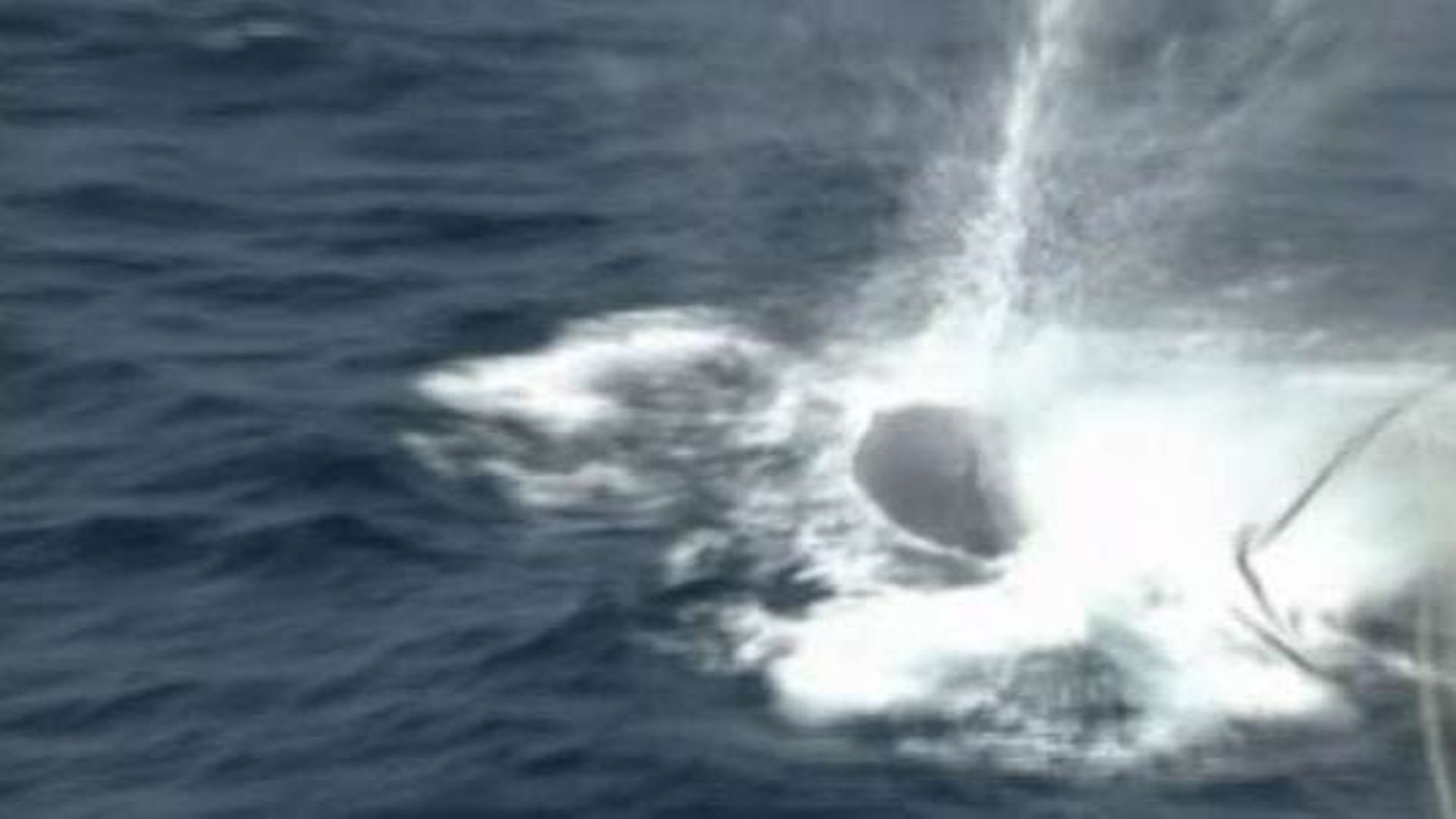 Que Font Les Japonais Avec Les Baleines www.rtbf.be