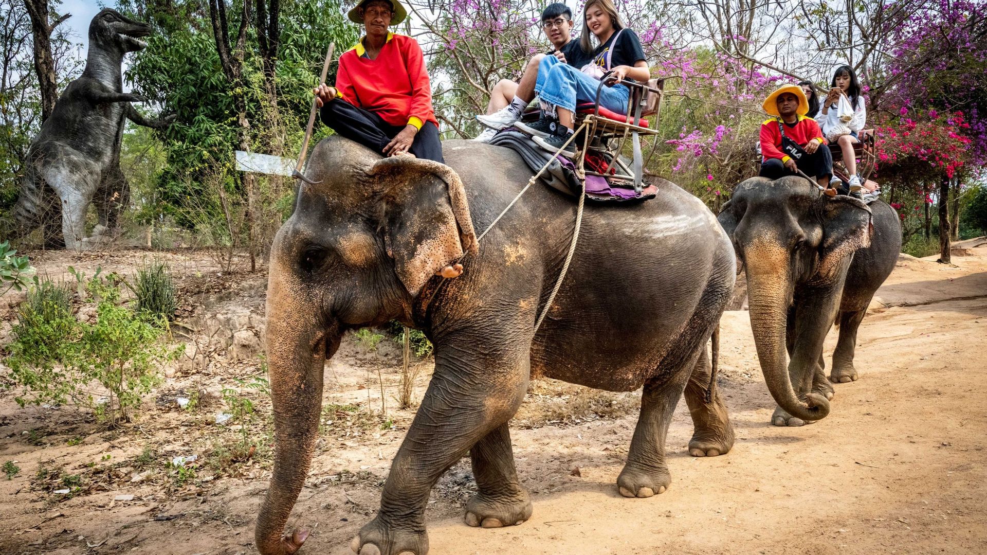 Une certification pour protéger les éléphants en Thaïlande