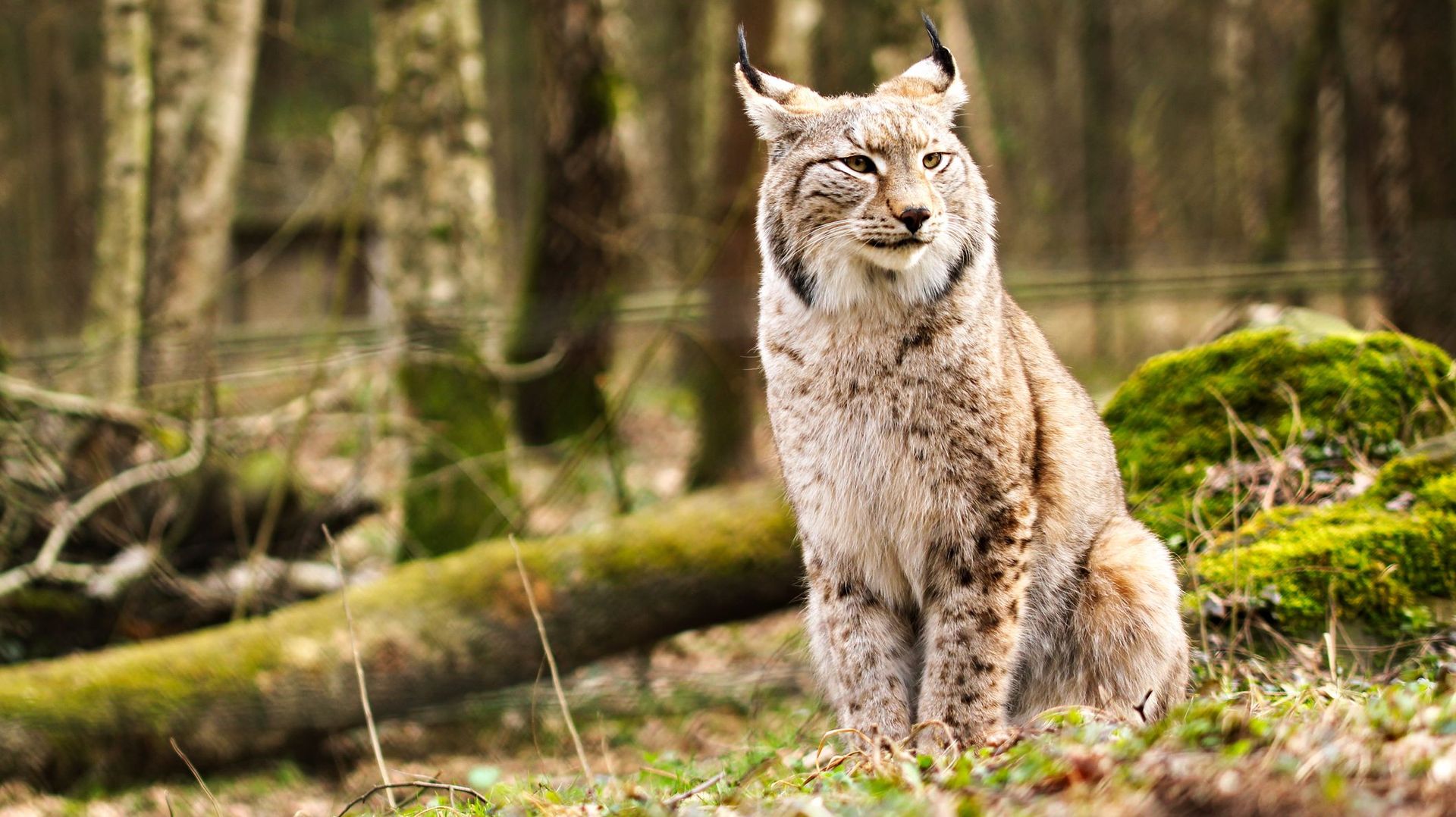Un lynx observé en Wallonie: il avait disparu de nos régions depuis des siècles !