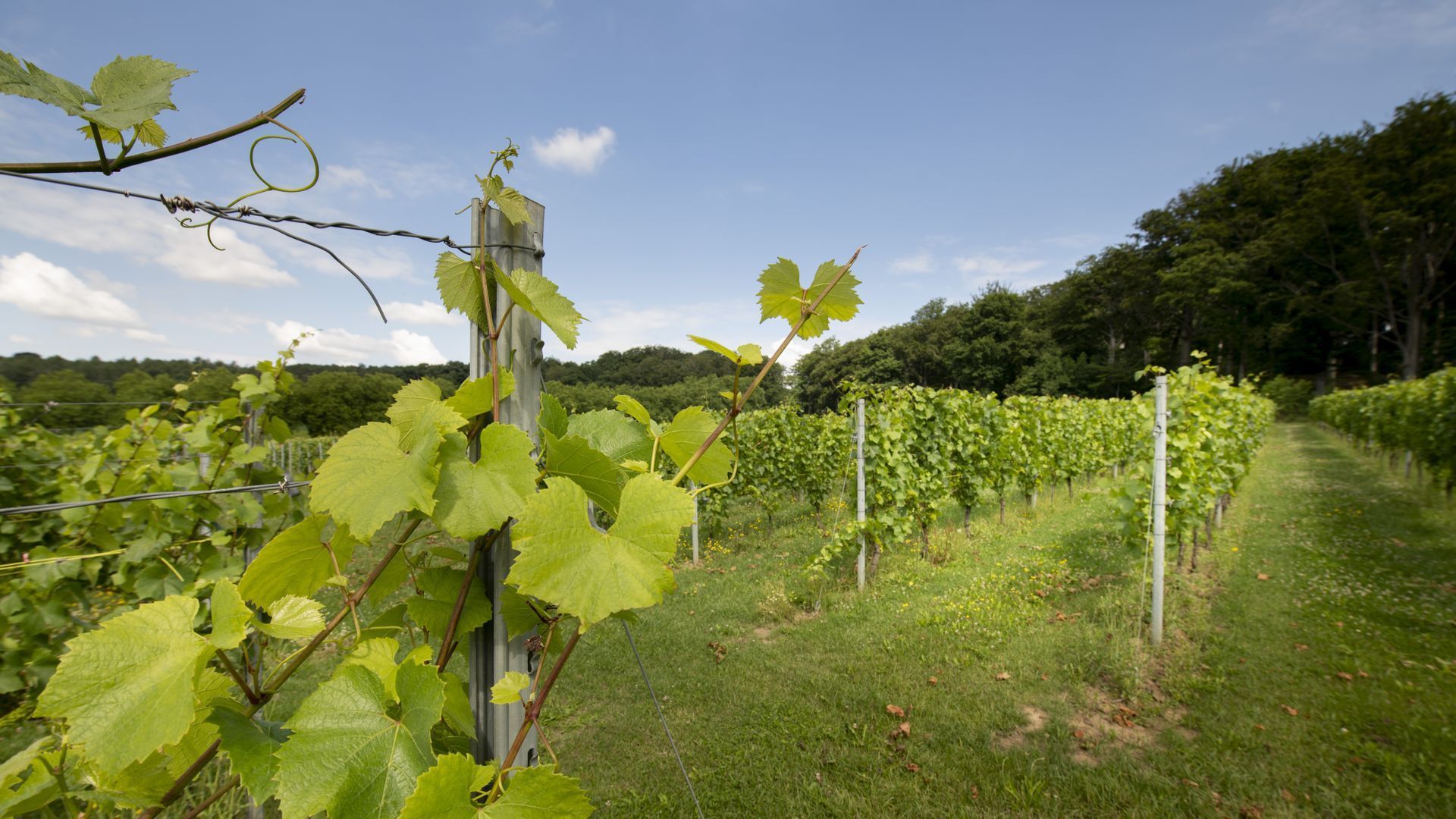 Cépages, maladies, climat : des scientifiques se penchent sur les vins belges de demain