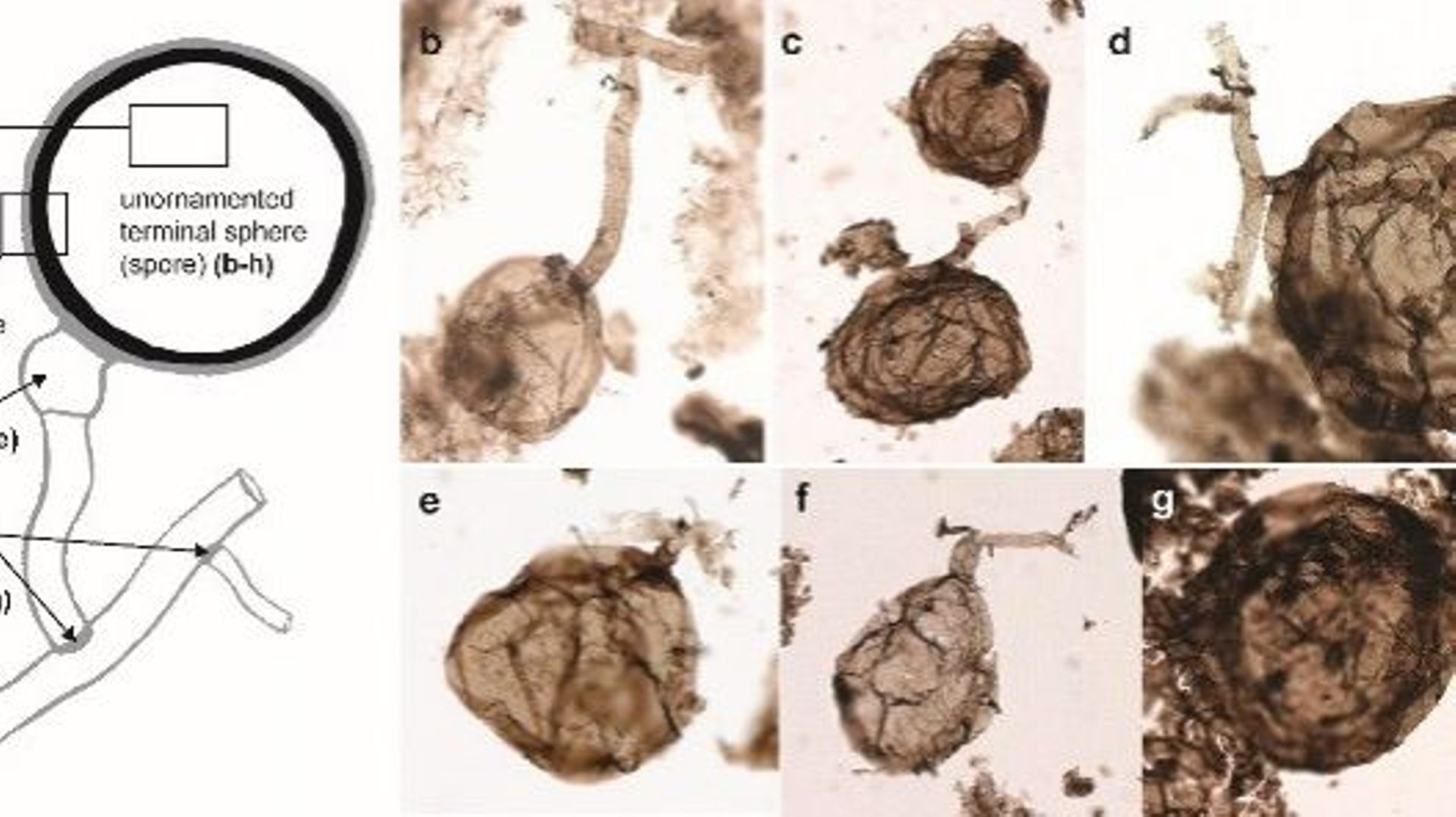 Le champignon fossile Ourasphaira giraldae. La barre d’échelle représente 20 micromètres. 