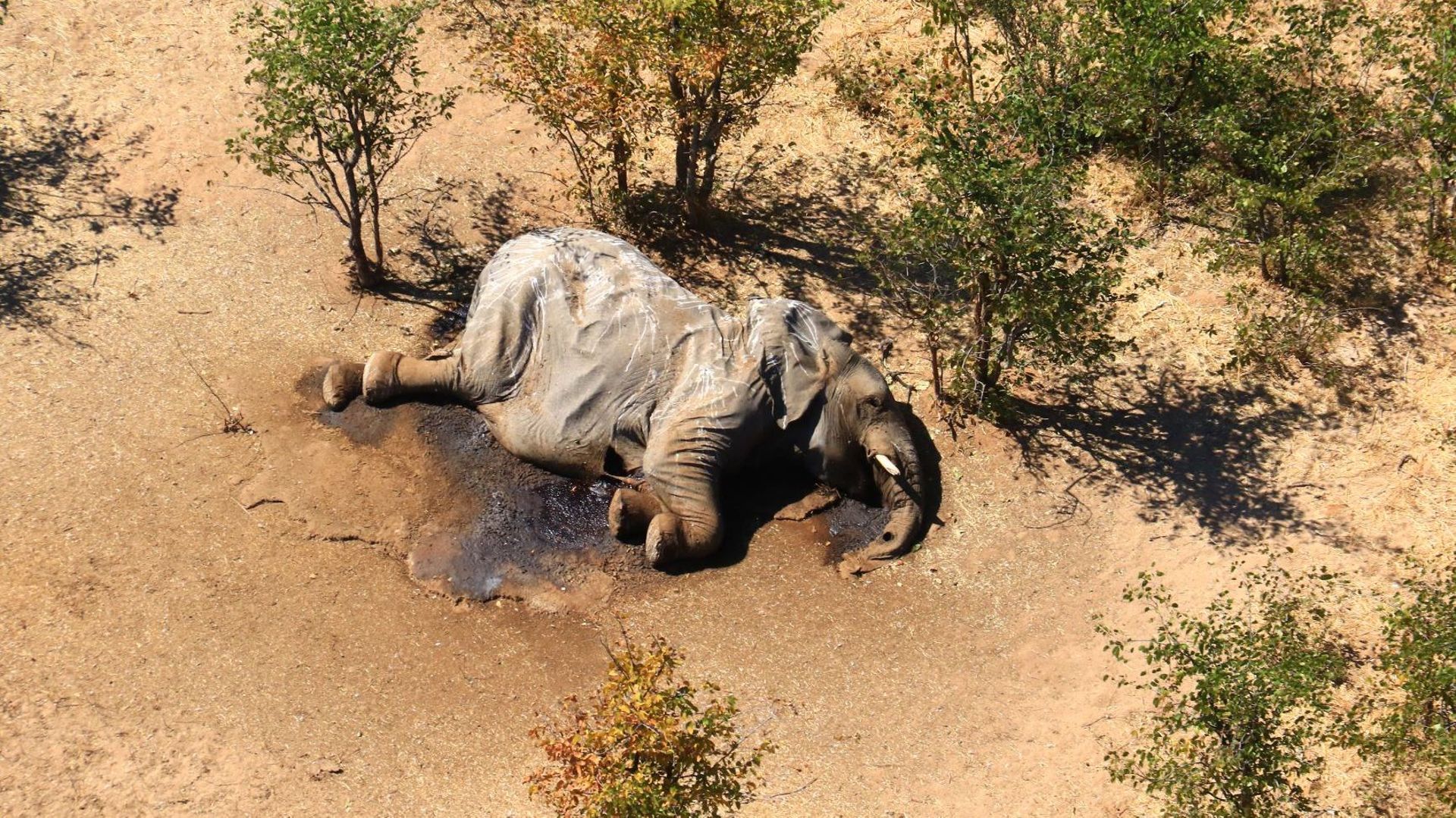 Des centaines d'éléphants tués par une bactérie, au Botswana