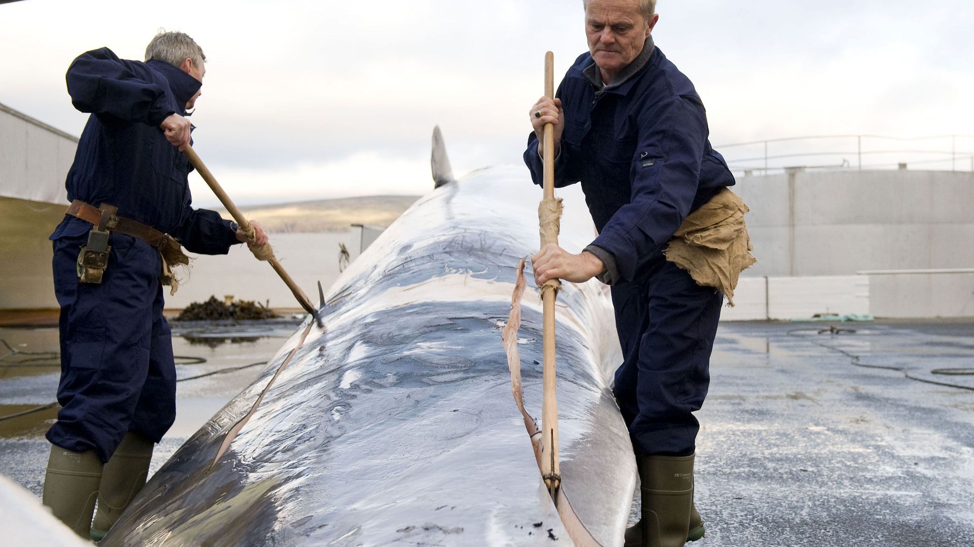 Norvège: encore plus de baleines tuées en 2013