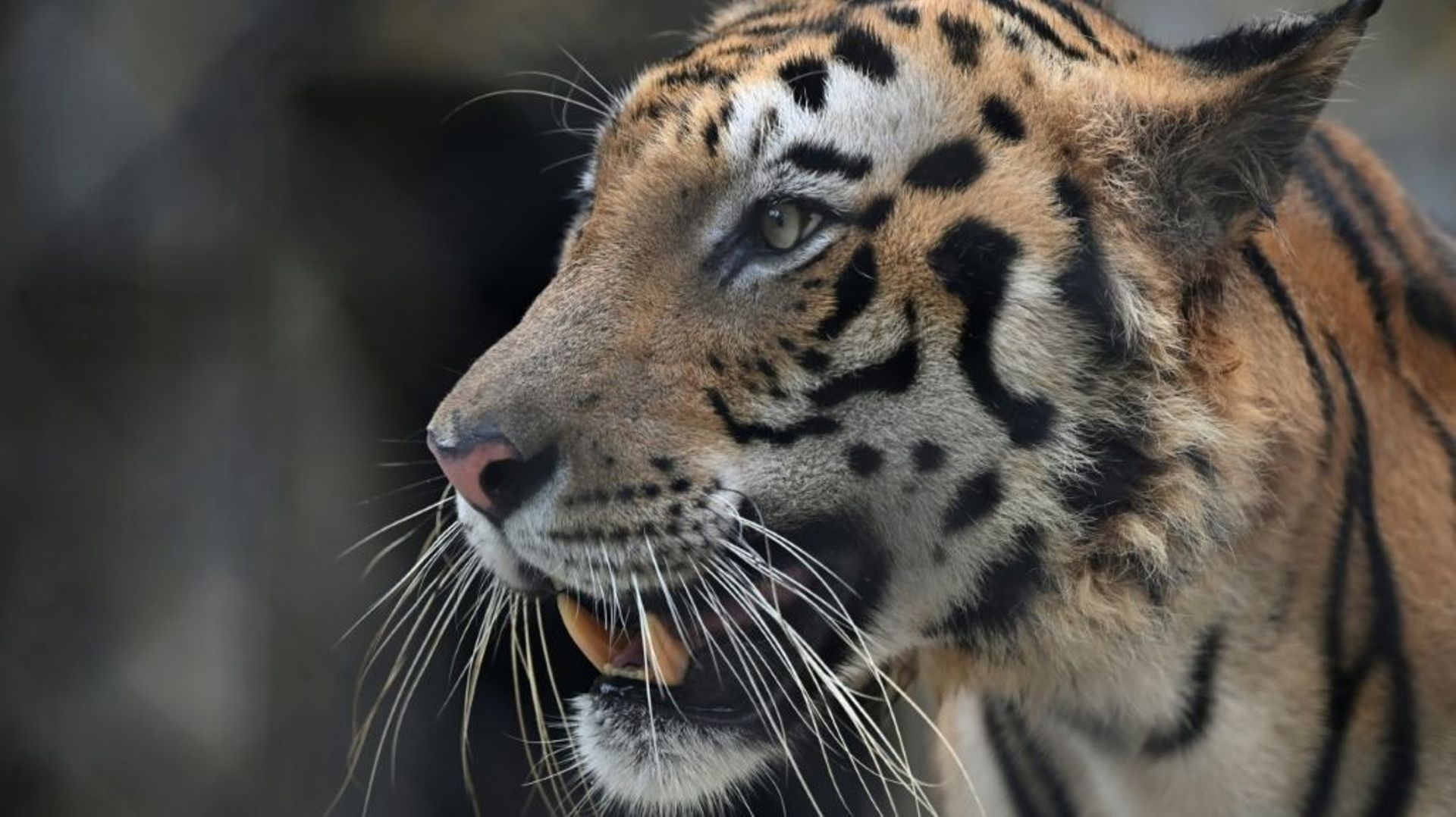 Un tigre, incriminé dans la mort de 13 personnes en Inde, a été capturé