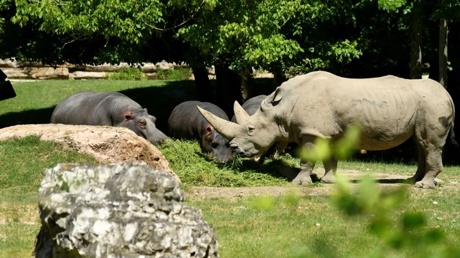 biodiversite-deces-dans-un-zoo-italien-de-nonno-toby-le-plus-vieux-rhinoceros-blanc-du-monde