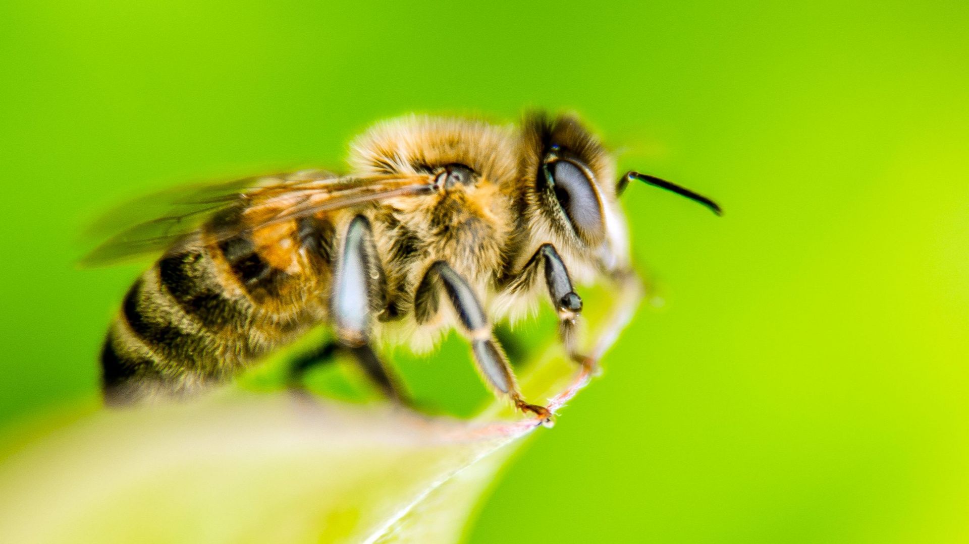 La Belgique franchit un premier pas vers l'interdiction des produits "tueurs d'abeilles"