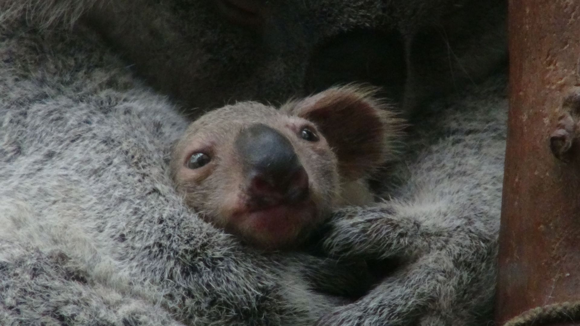 Planckendael Un Bebe Koala Est Sorti De La Poche Marsupiale De Sa Maman Rtbf Be