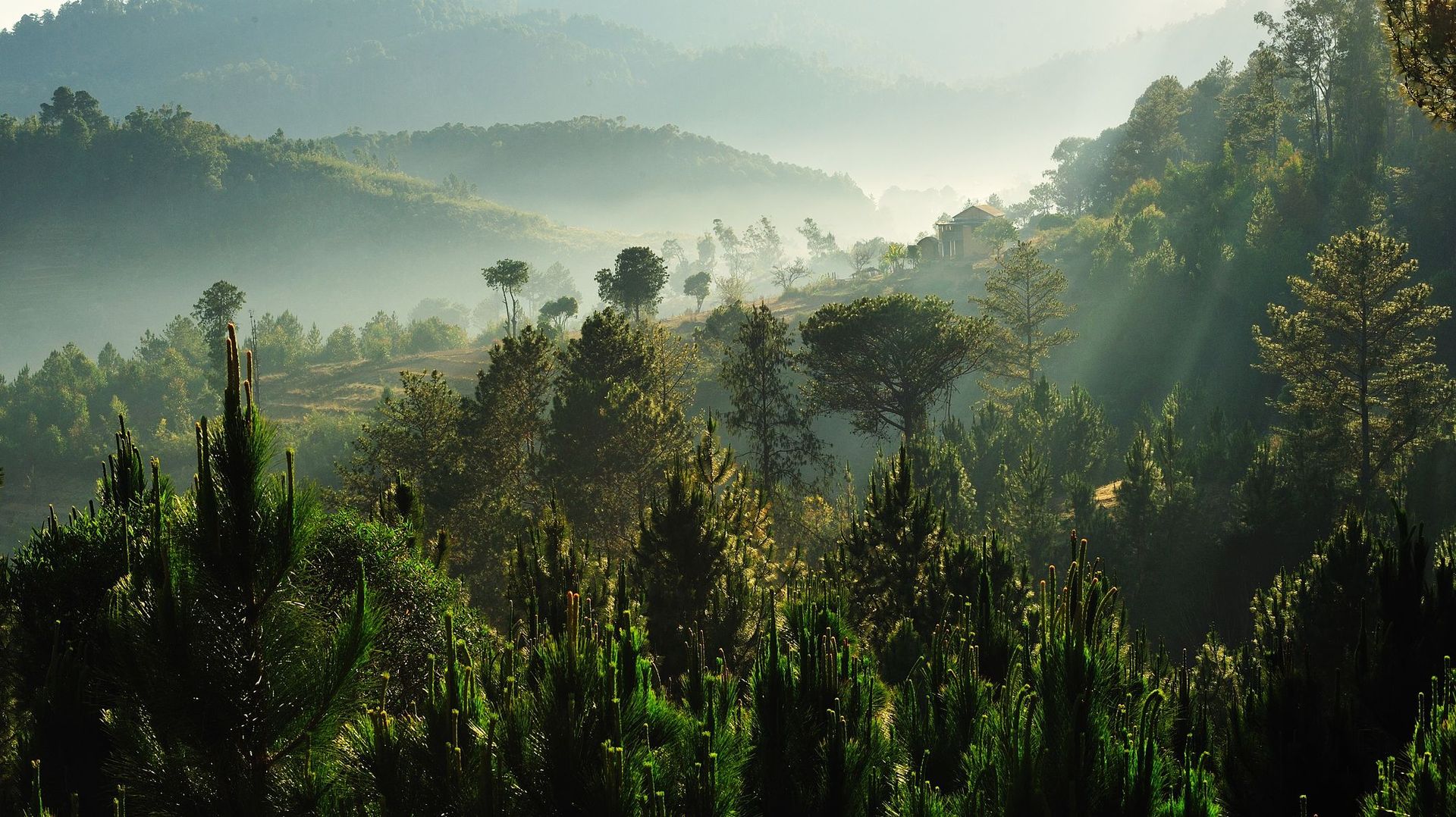 Le recul de la forêt africaine s'accélère selon la FAO