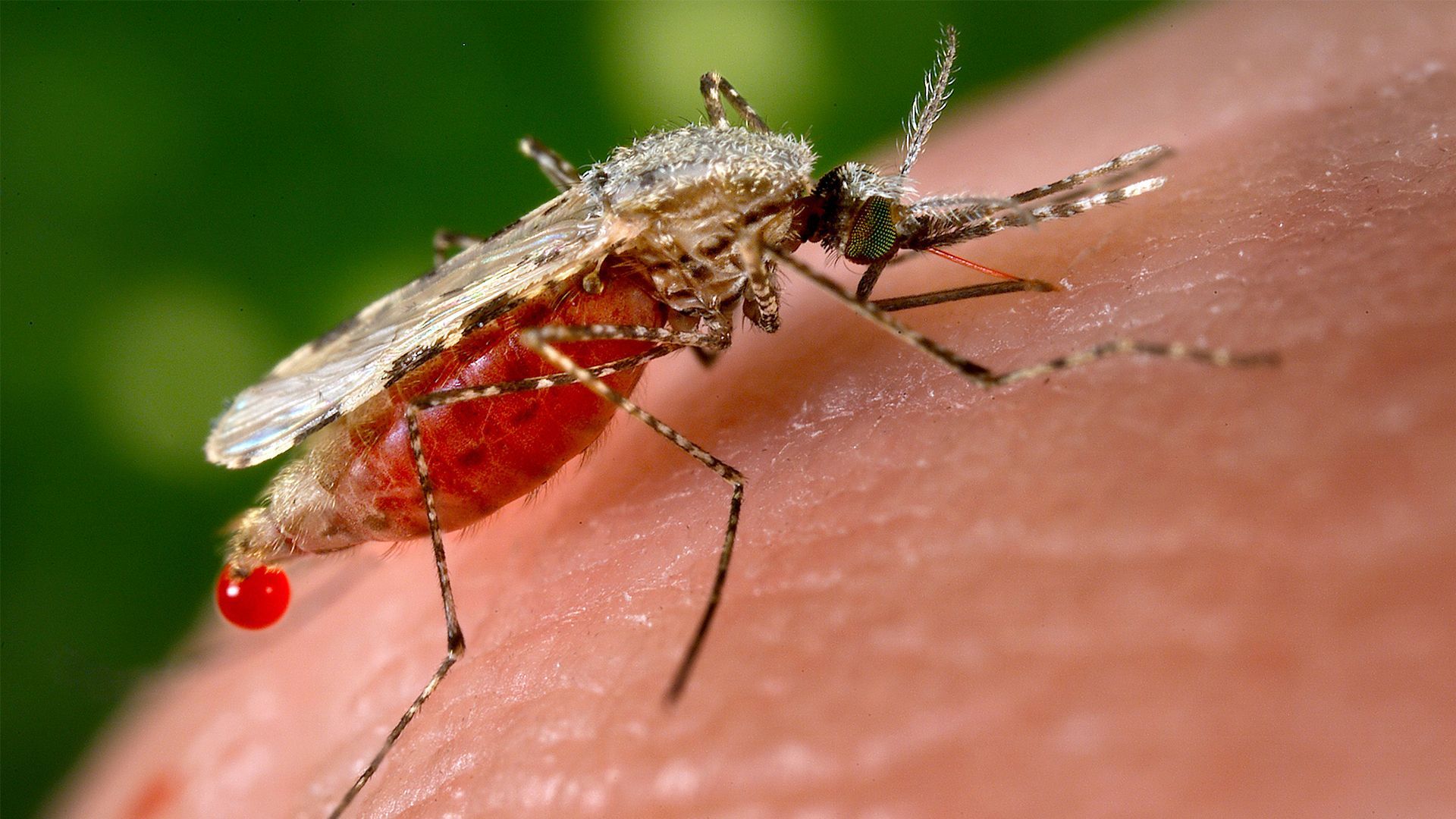 Comment éviter les piqûres de moustique cet été ?