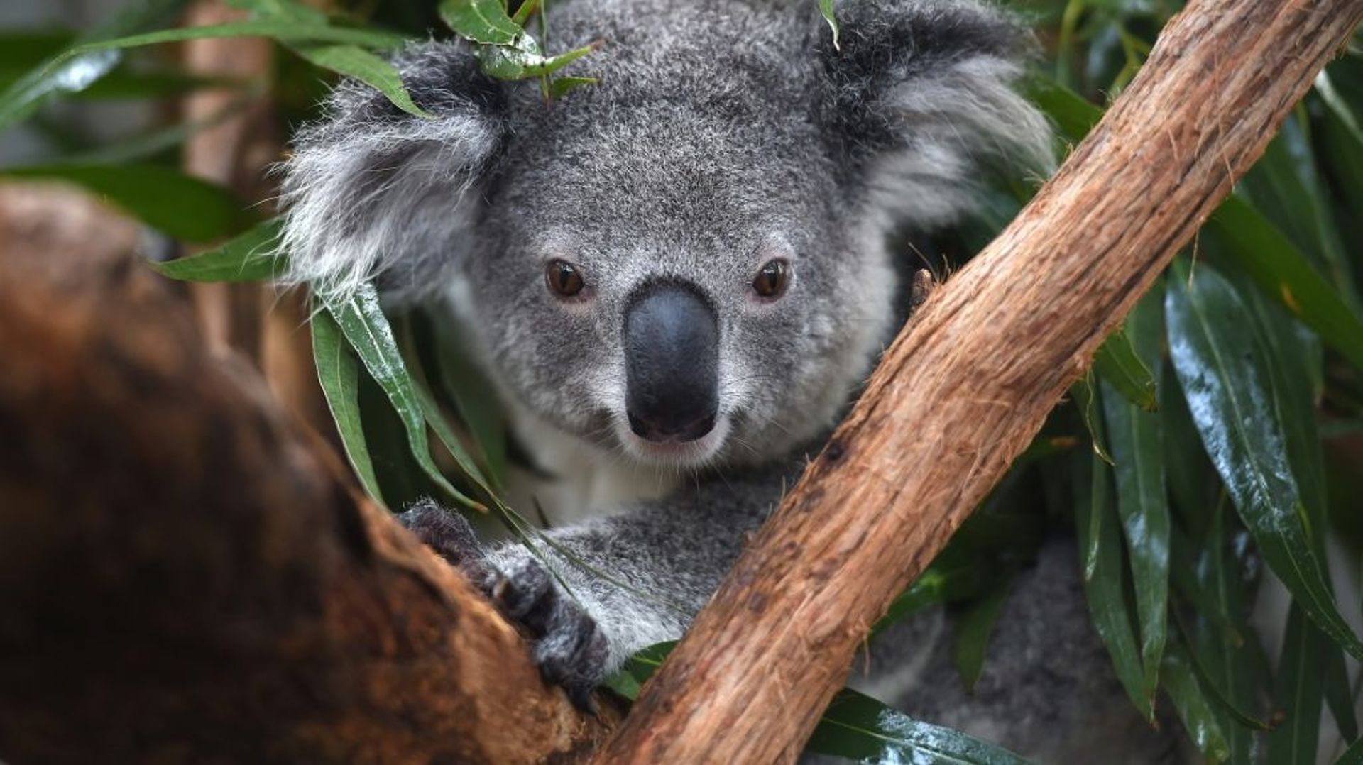 A l'hôpital des koalas à Port Macquarie en Australie, le 28 avril 2016