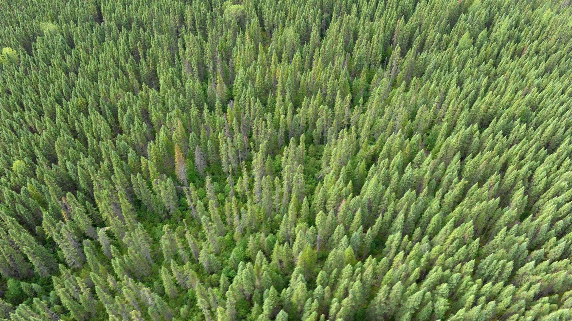 Se torcher de la forêt boréale : comment le papier toilette détruit un des poumons de la planète