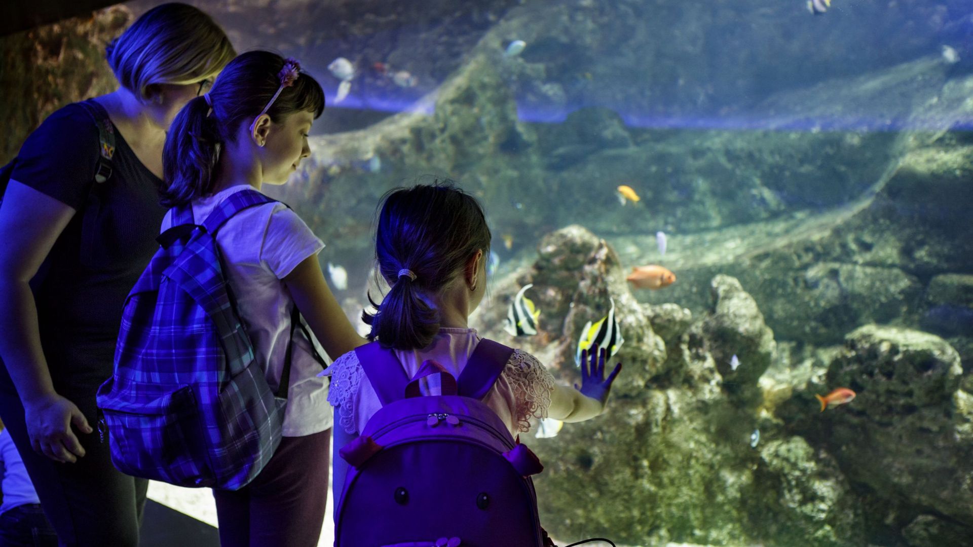 aquarium-museum-plongee-dans-les-eaux-et-le-monde-marin