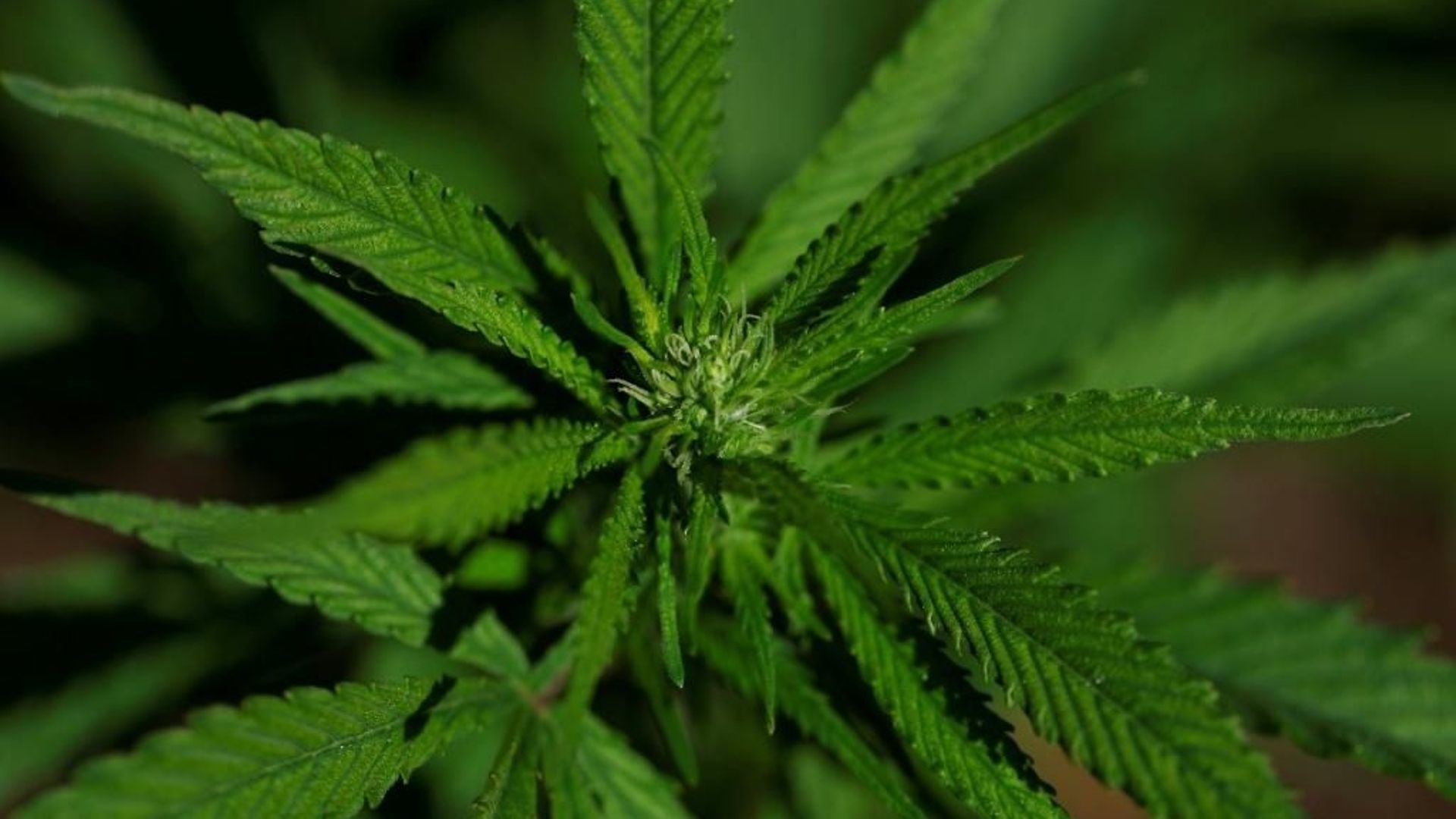 Un extrait de cannabis particulier soulagerait les douleurs lombaires chroniques, selon un essai clinique