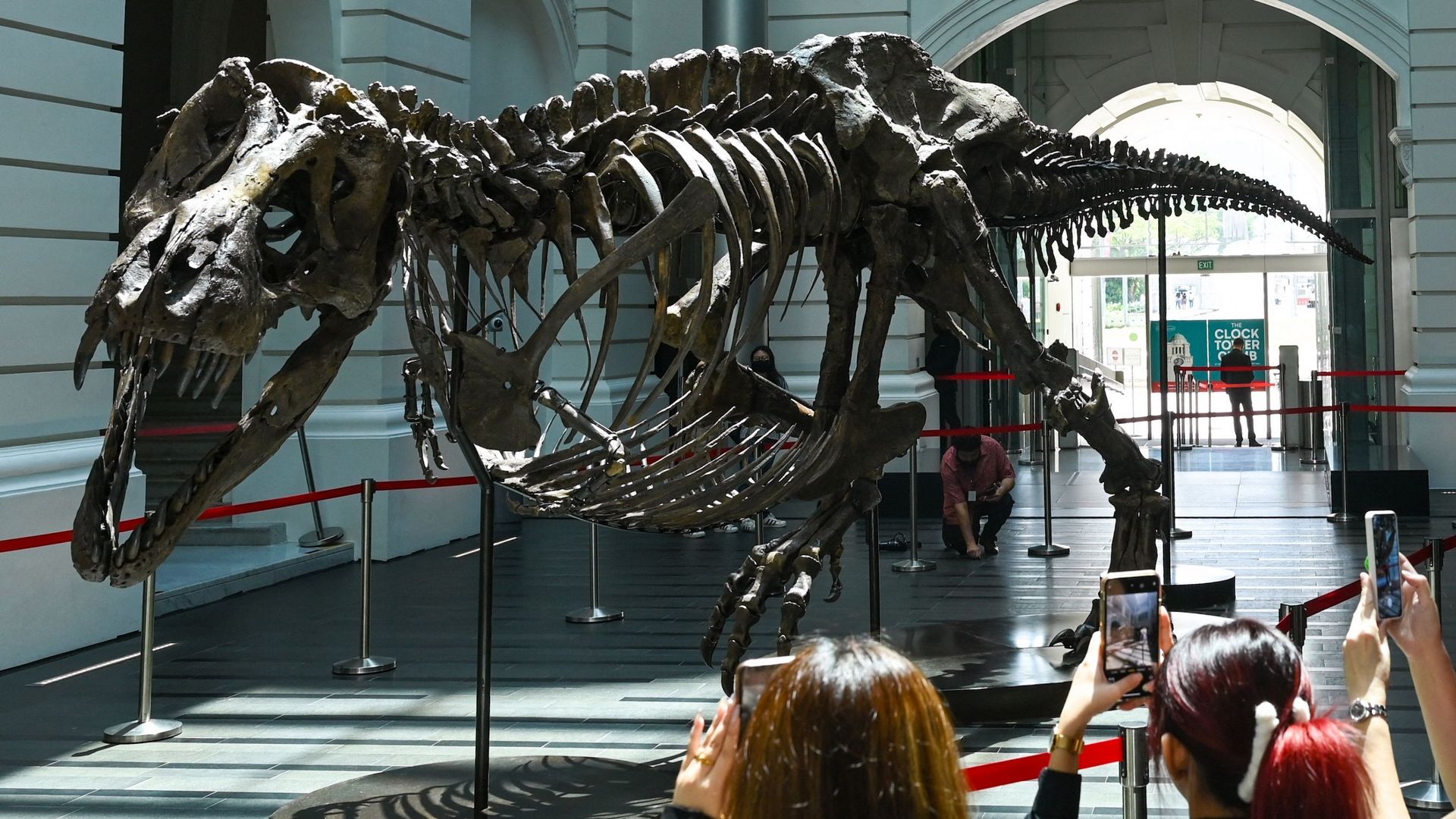 Squelette de tyrannosaure