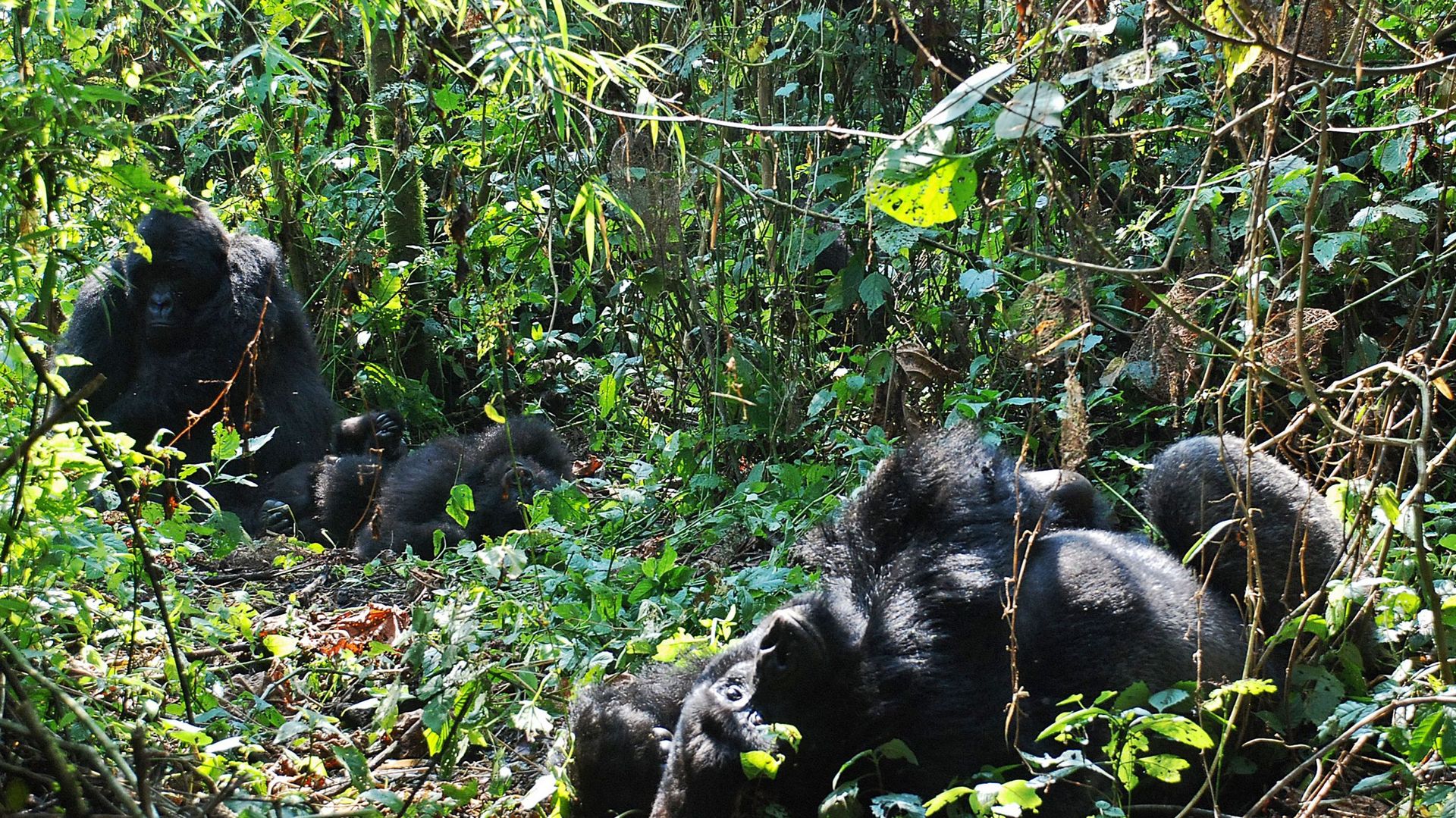 RDC: au moins six gardes tués par des hommes armées dans le parc national des Virunga