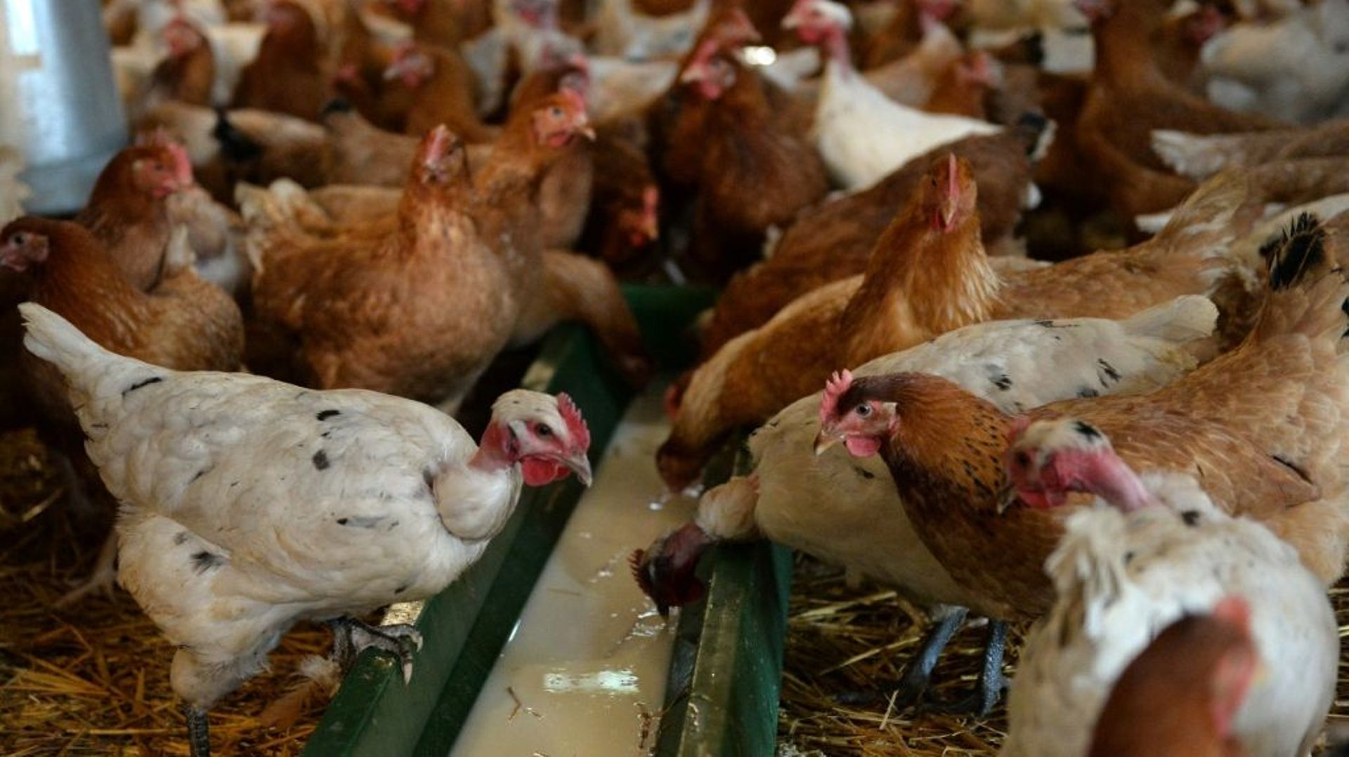 Depuis le début de l’épizootie de grippe aviaire en novembre, 16 millions de volailles ont été abattues en France.