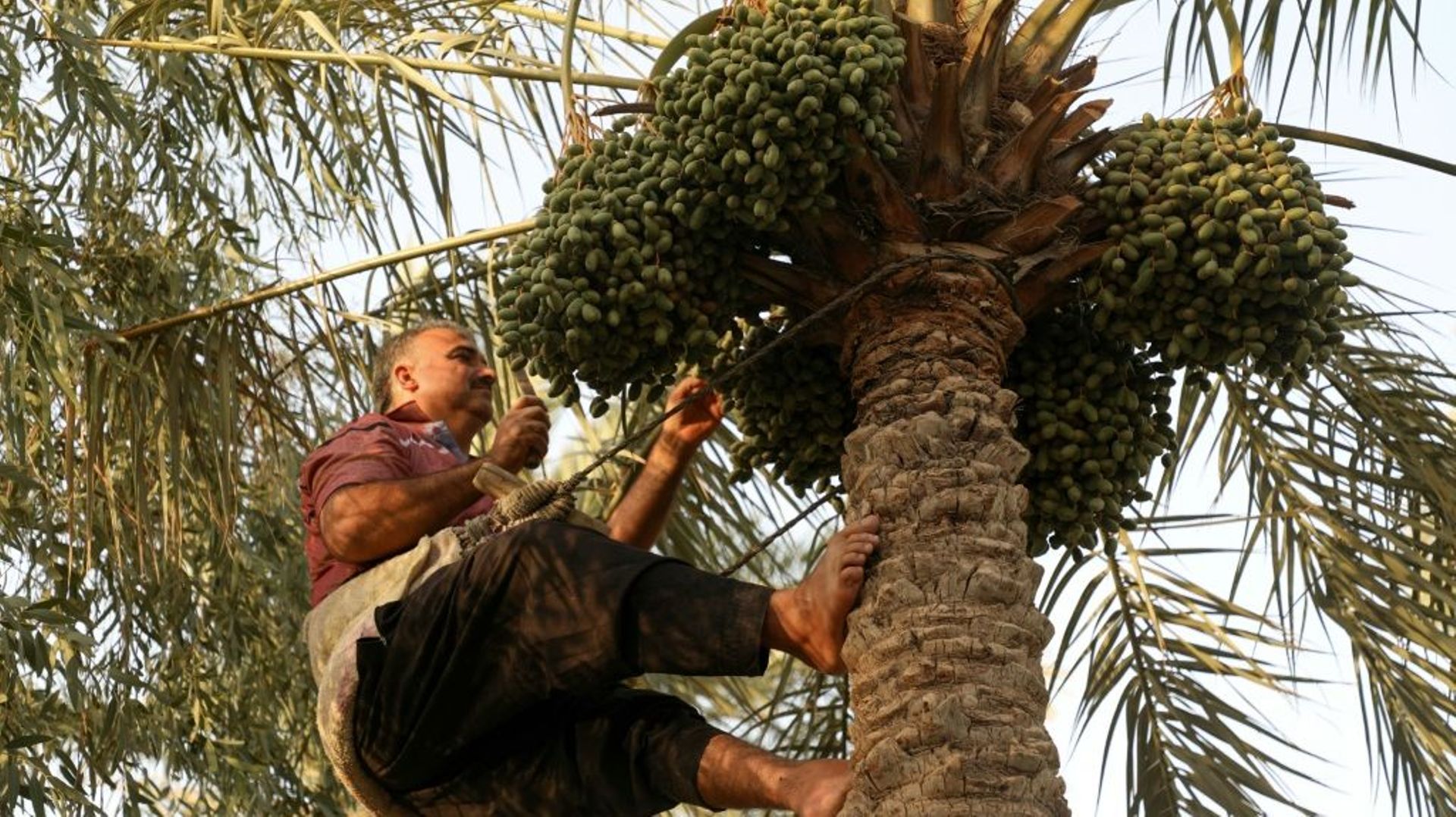 Un homme cueille des dattes à Badra, dans l'est de l'Irak, le 5 juillet 2022