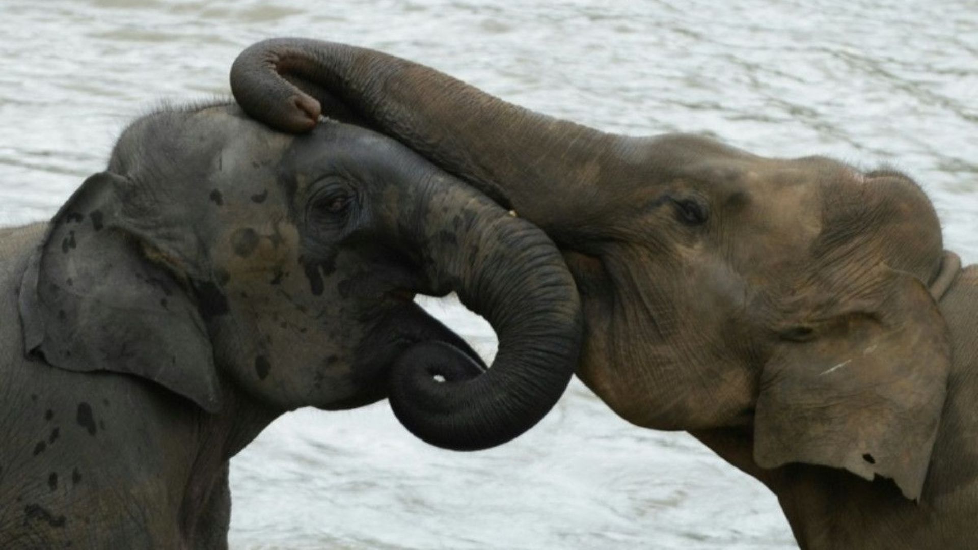 Des éléphants jouent durant leur bain quotidien dans la rivière au sanctuaire d'éléphants de Pinnawala, le 11 août 2020.