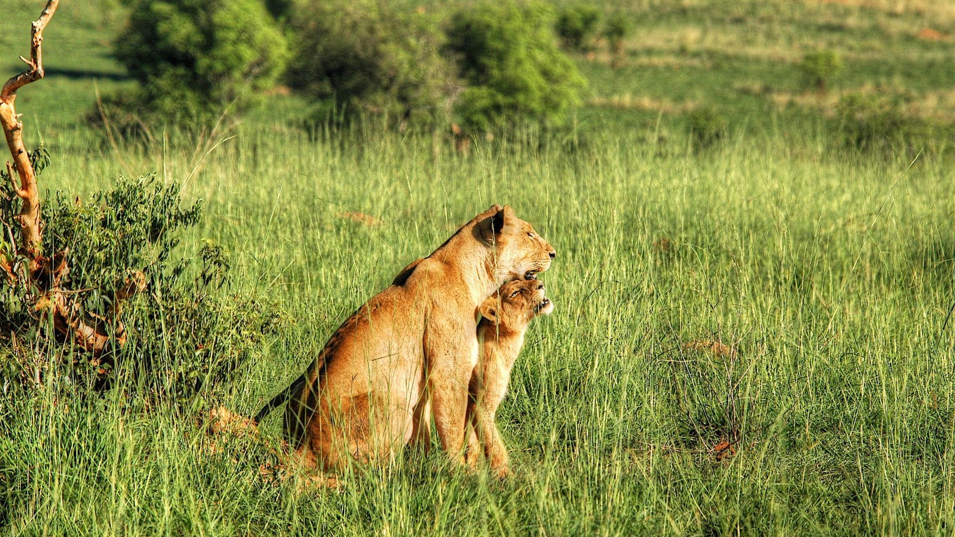 Portrait d'un lion, Ouganda.