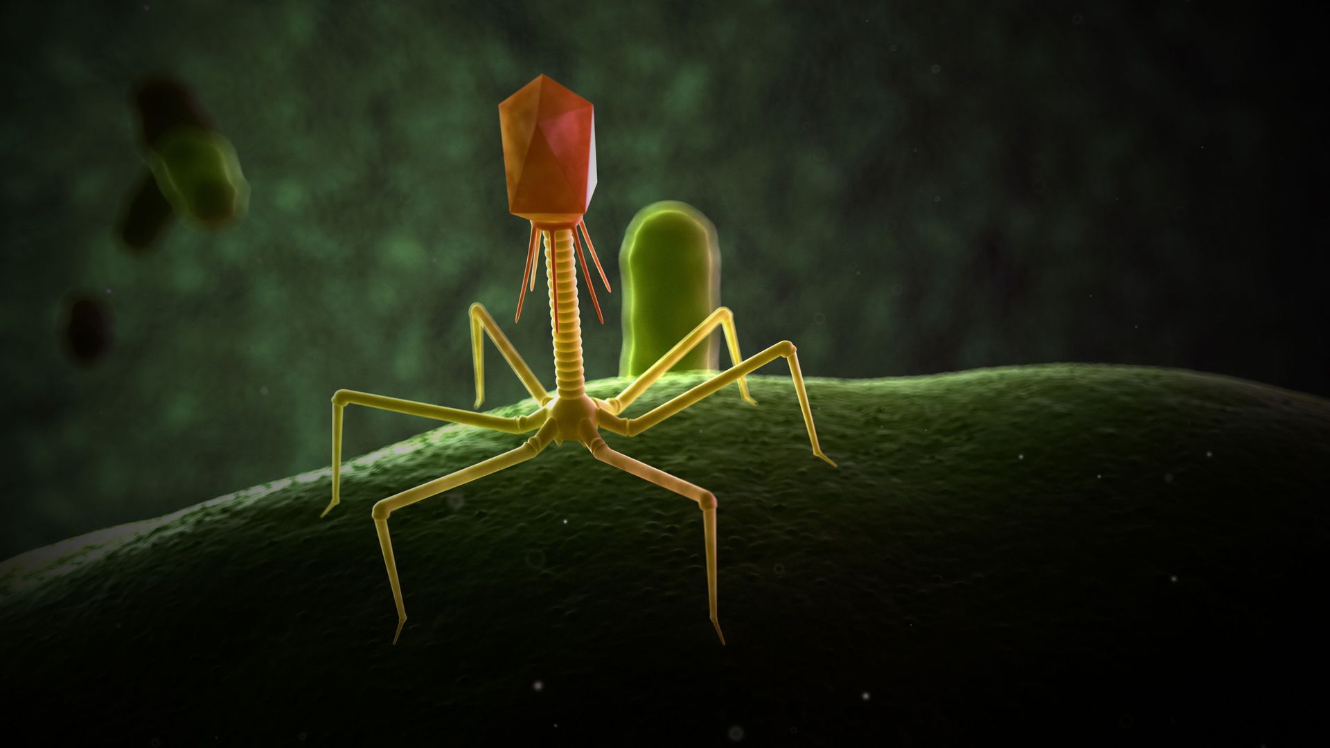 Illustration of bacteriophage