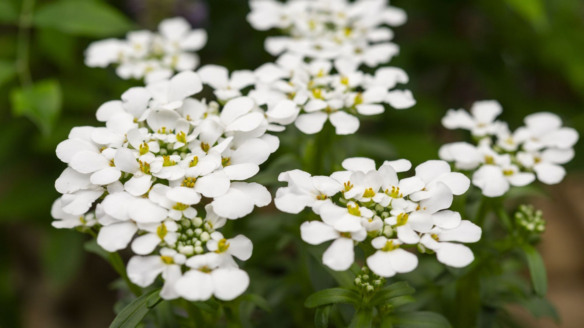 On veut du vert en hiver : plantons des vivaces à feuillage persistant