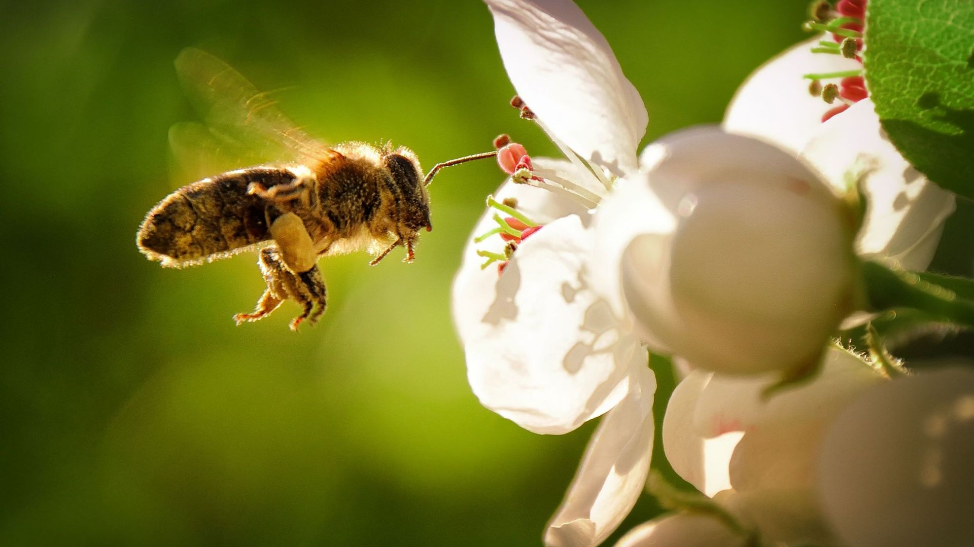 Abeilles et autres pollinisateurs, indispensables pour la biodiversité ! Participez aux différentes actions proposées par Adalia2.0