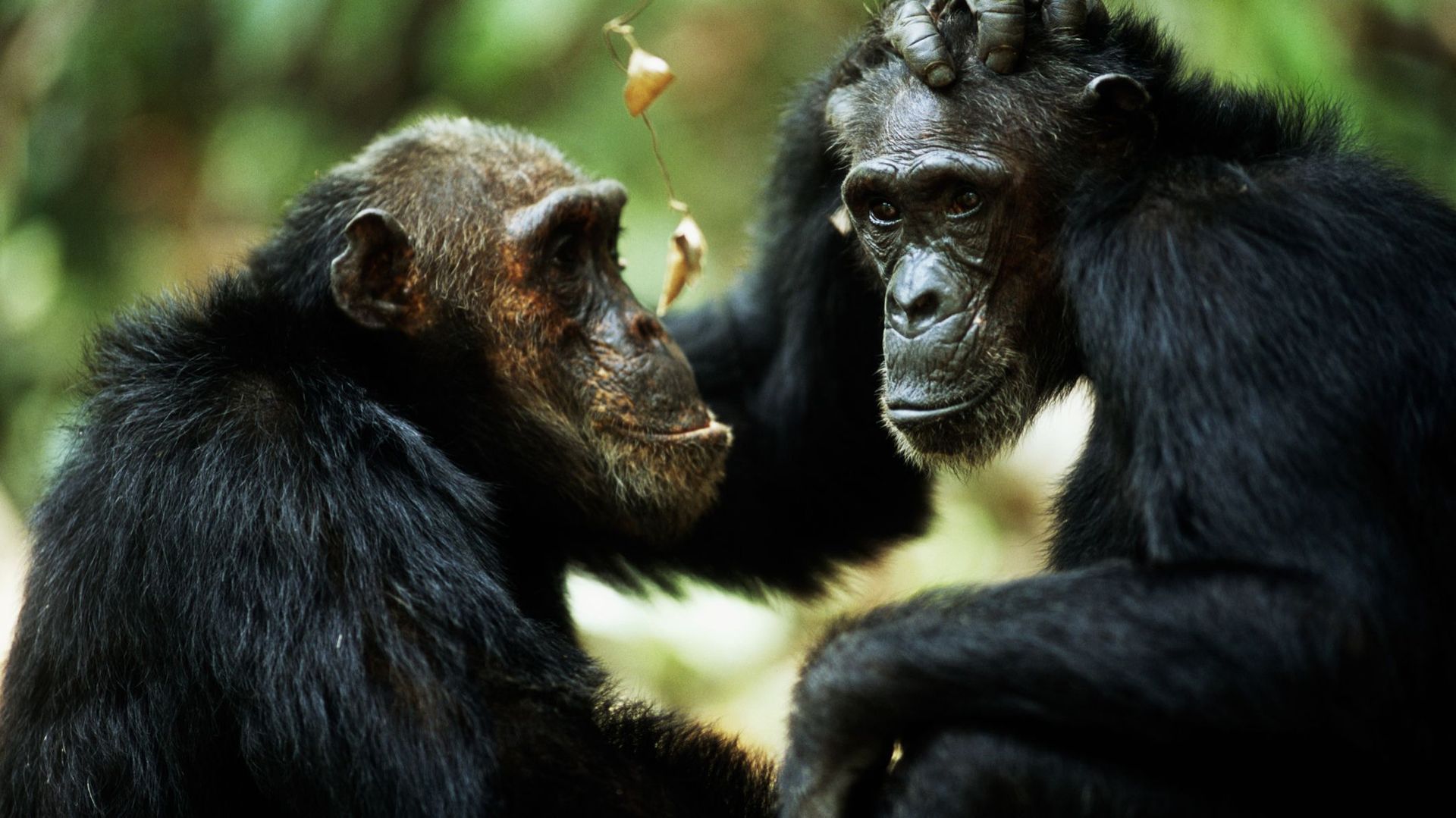 Common chimpanzees (Pan troglodytes) grooming, side view