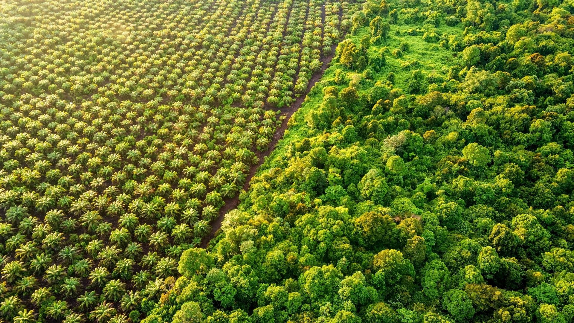 Qui se cache derrière les millions d'hectares dédiés à l'huile de palme