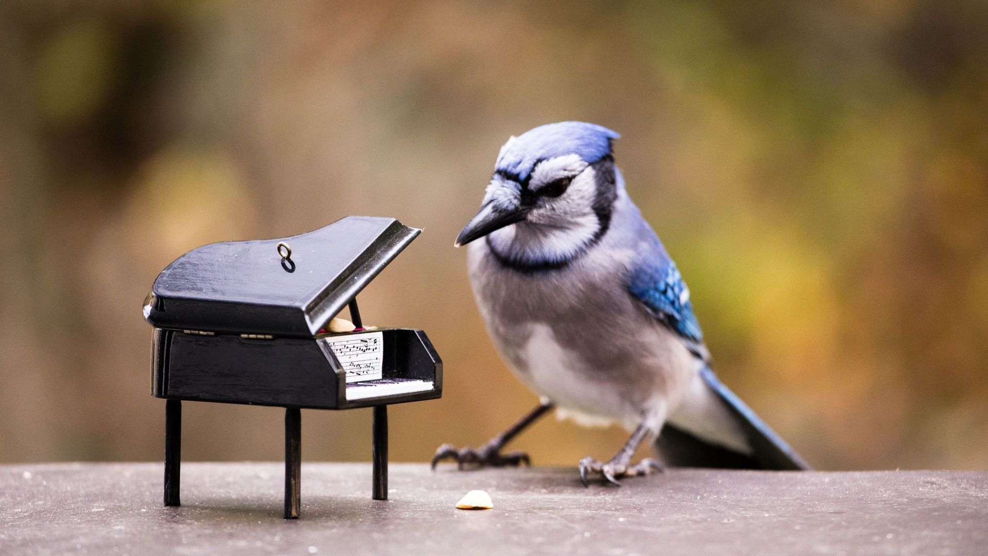 Blue jay playing for peanuts