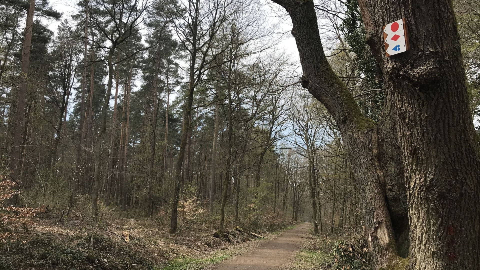 Les sentiers de promenade tracés dans les bois de Seraing ont été "rebalisés"