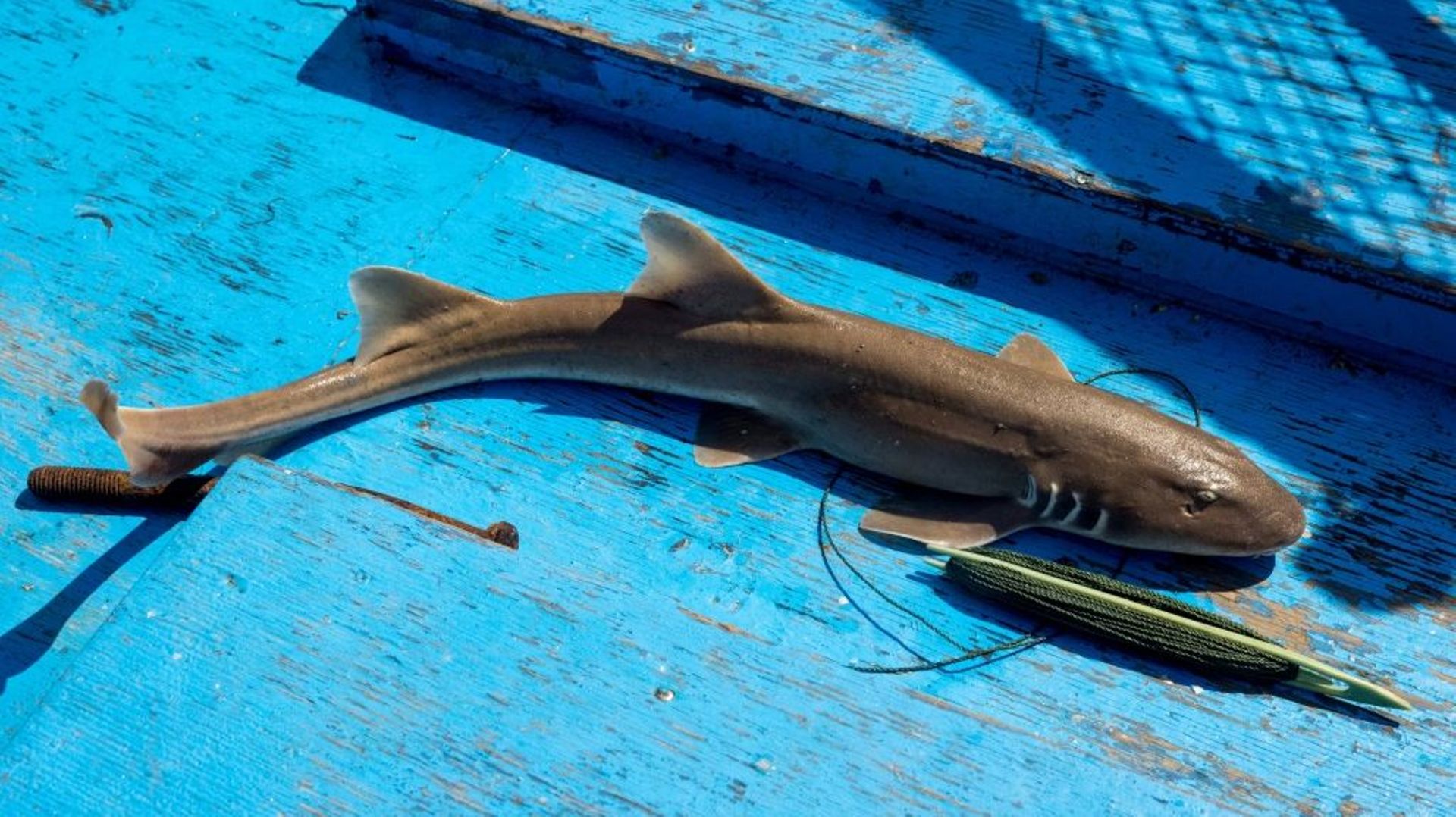 L'Union européenne joue un rôle clé dans le commerce mondial de requins, selon le Fonds international pour la protection des animaux (Ifaw)