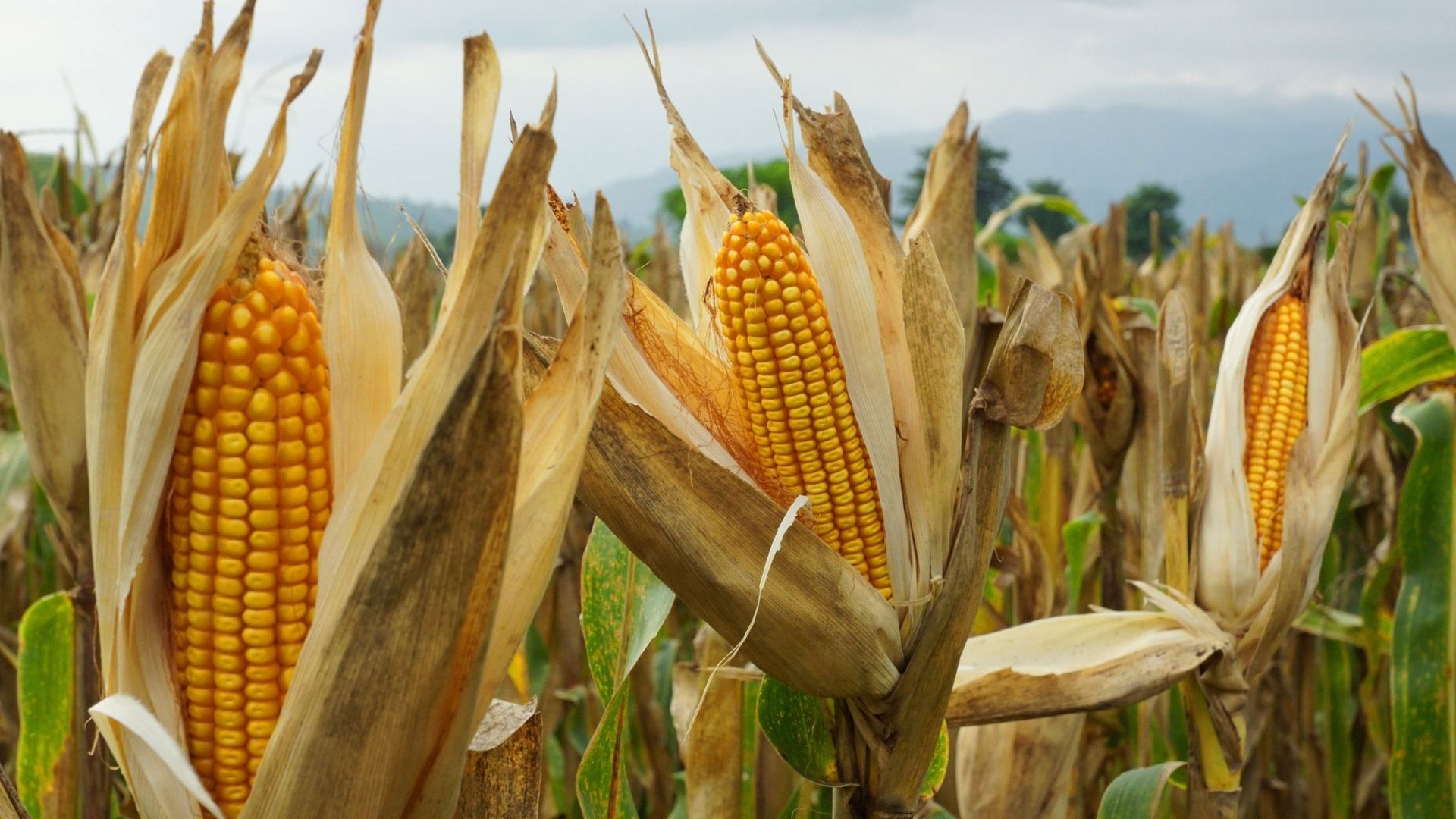 Le maïs, une plante tropicale devenue indispensable à l'élevage, mais inadaptée aux sécheresses.