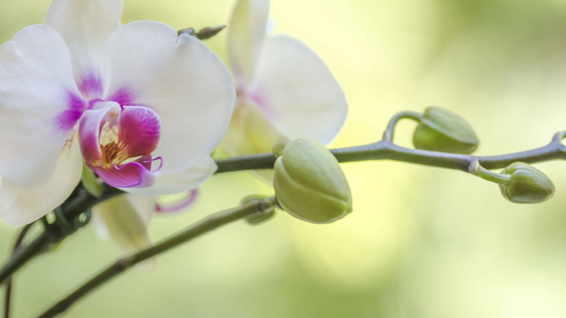 Les boutons d’orchidées redoutent la sécheresse. Ils sont fragiles et ont besoin d’un environnement humide pour s’épanouir.