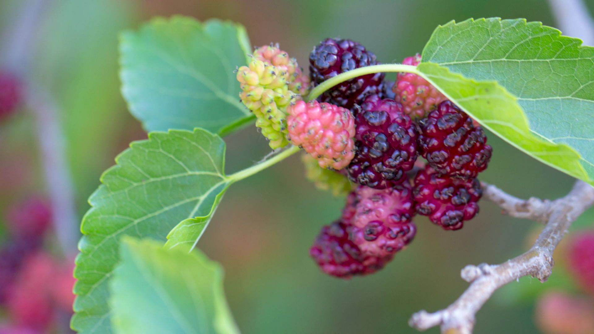 Le mûrier, plante fétiche de la pépinière.