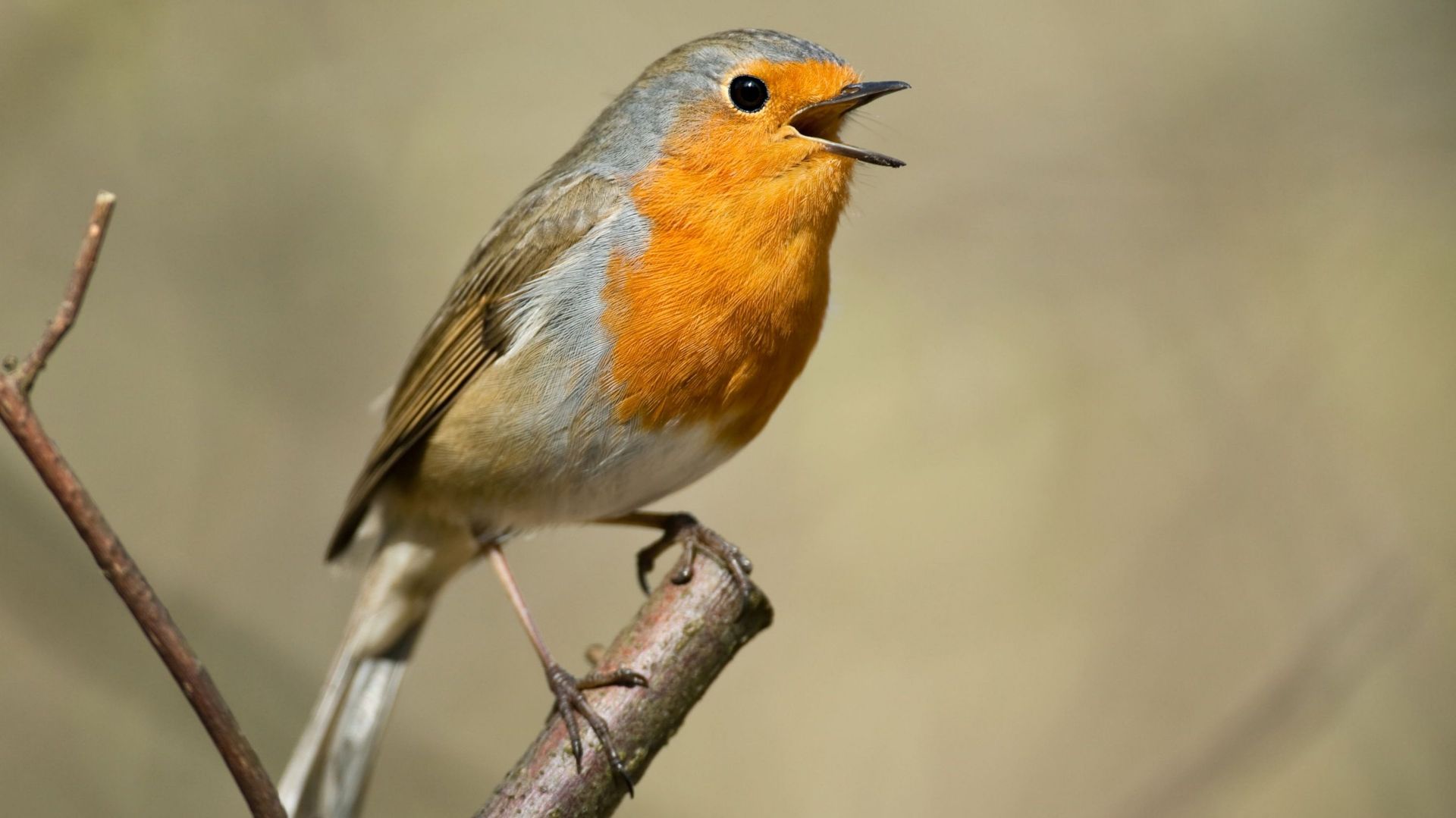 Le concert des oiseaux : une plateforme pour enregistrer et recenser les chants d’oiseaux