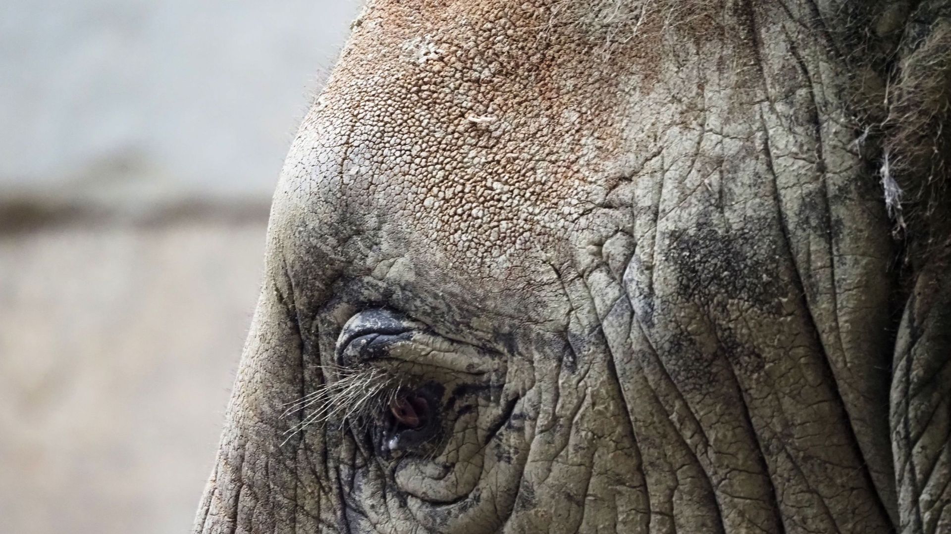 La plus vieille éléphante du Kénya est morte à plus de 60 ans. Photo d'illustration