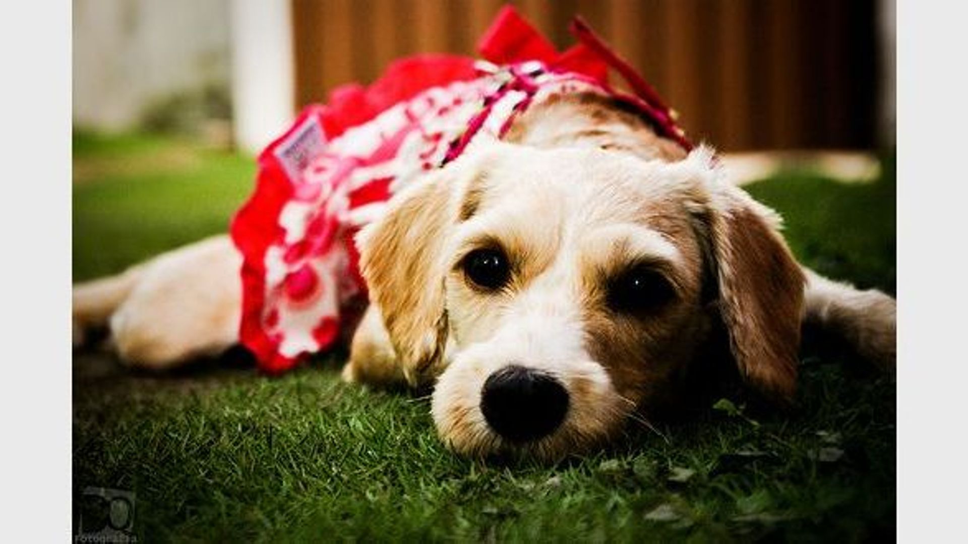 Avec 'Dog TV', la télé, c'est pour les chiens, sans publicité - RTBF Actus