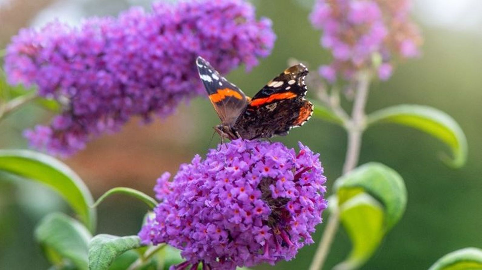 Le Buddleia fleurit en été et peut donc être taillé en mars.