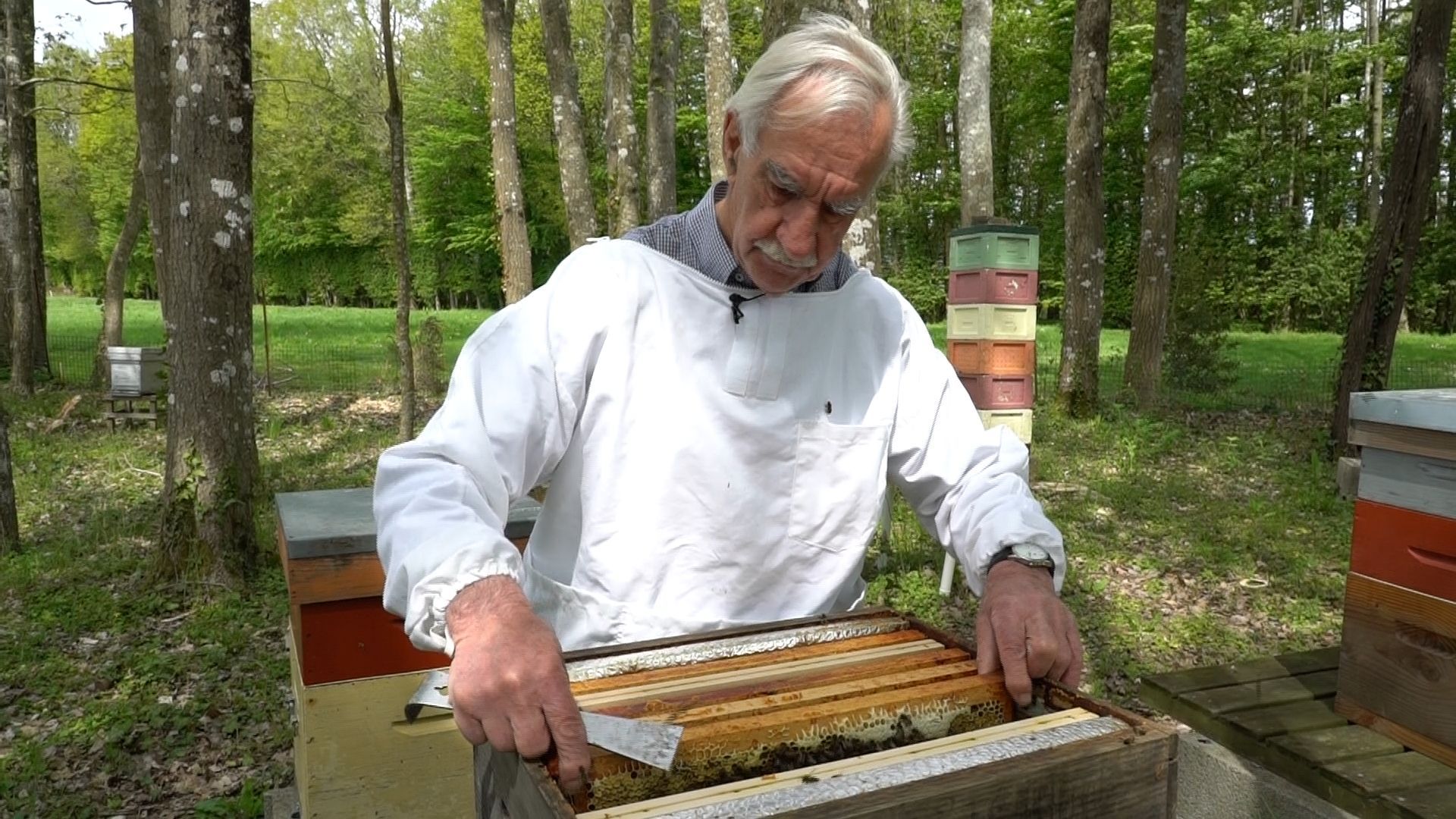 Mon voisin a des ruches : est-ce dangereux et que faire ?