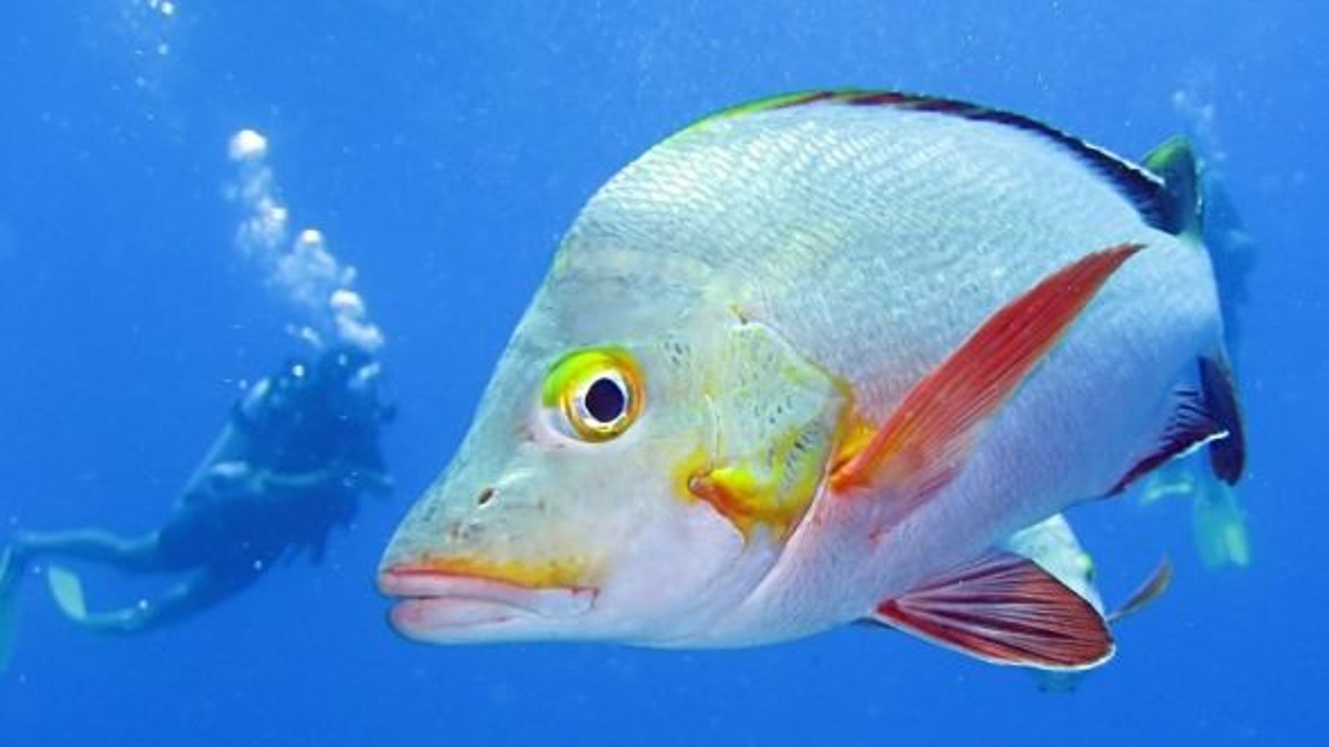 Poissons d'avril le meilleur et le pire... rtbf.be