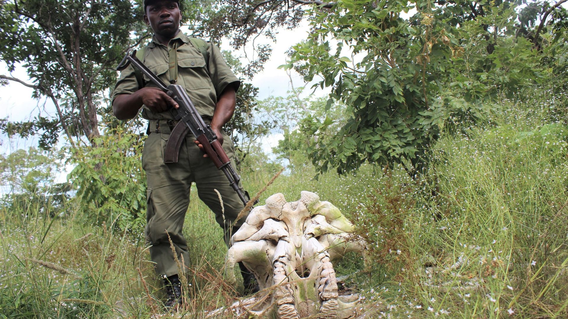 Un garde de Niassa devant le crane d'un éléphant tué par des braconniers.