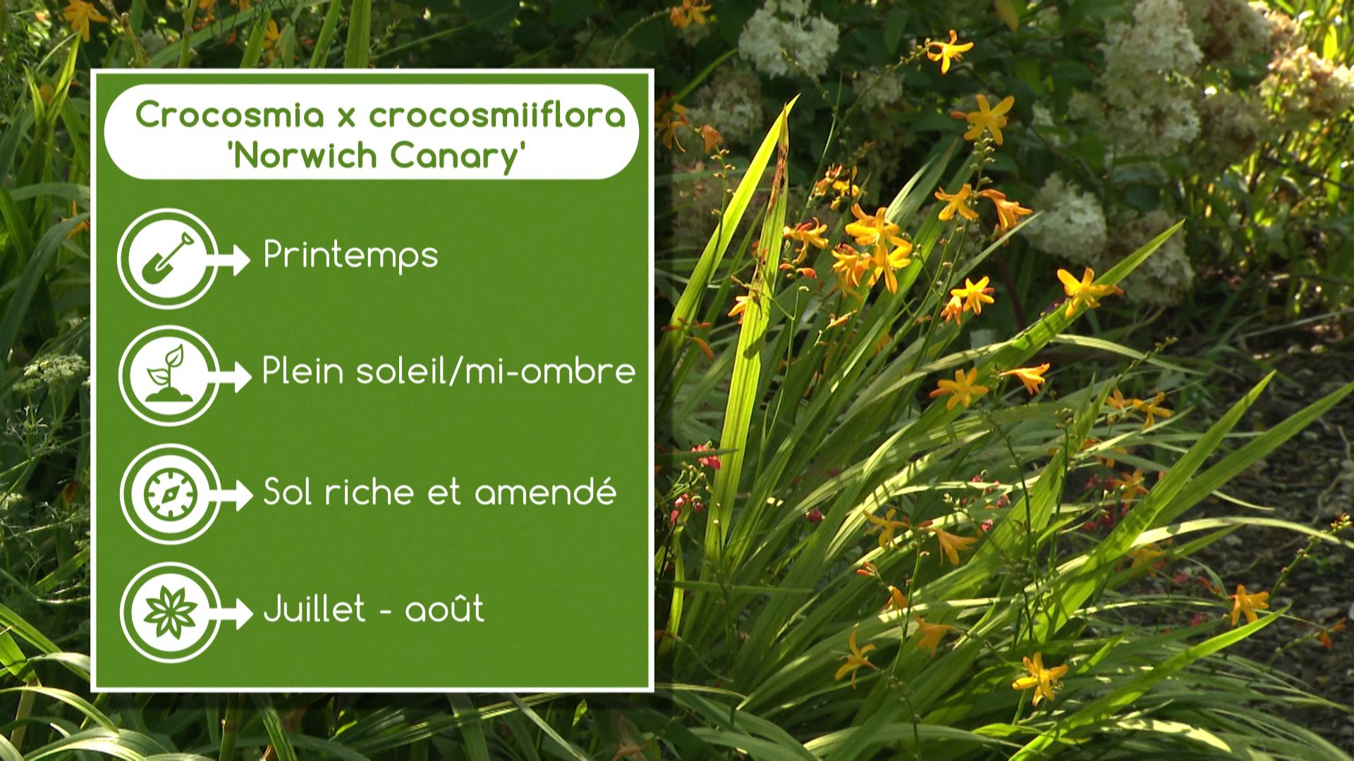 Fiche Crocosmia x crocosmiiflora ‘Norwich Canary’ 