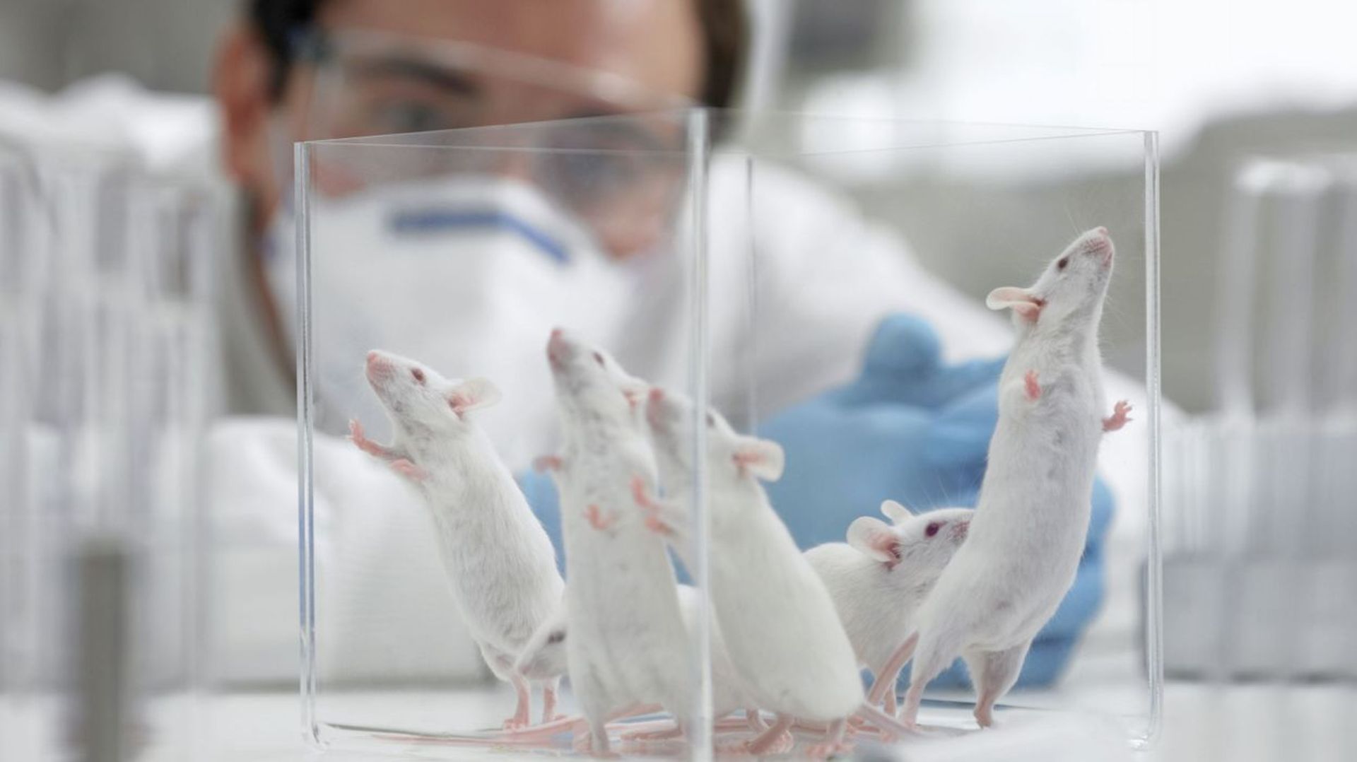 Le gouvernement bruxellois vise une diminution drastique du nombre d'animaux utilisés dans le cadre d'expériences scientifiques.