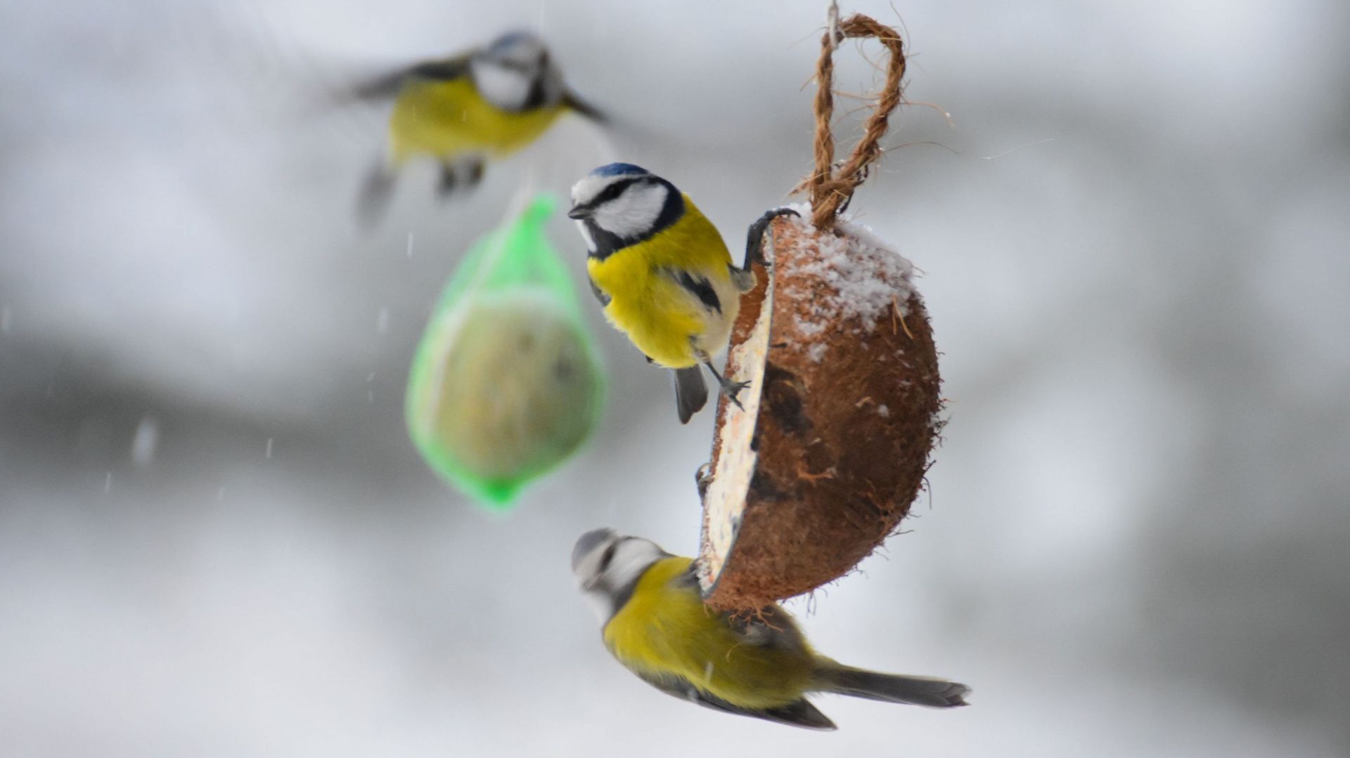 Pour nourrir les oiseaux, n'utilisez surtout pas des boules de graisse en  filets de nylon - Le Parisien